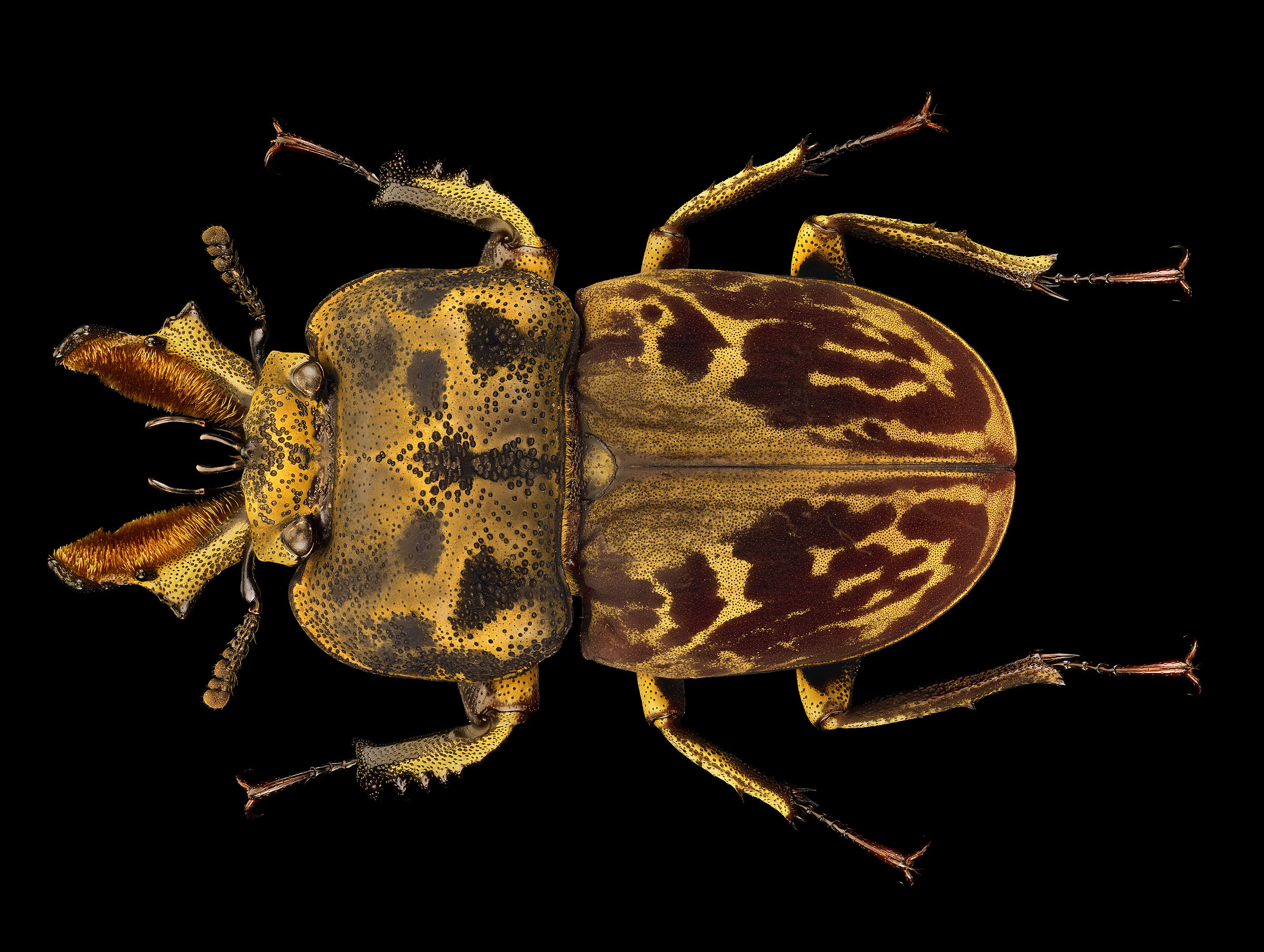 Rhynnosotus nebulosus