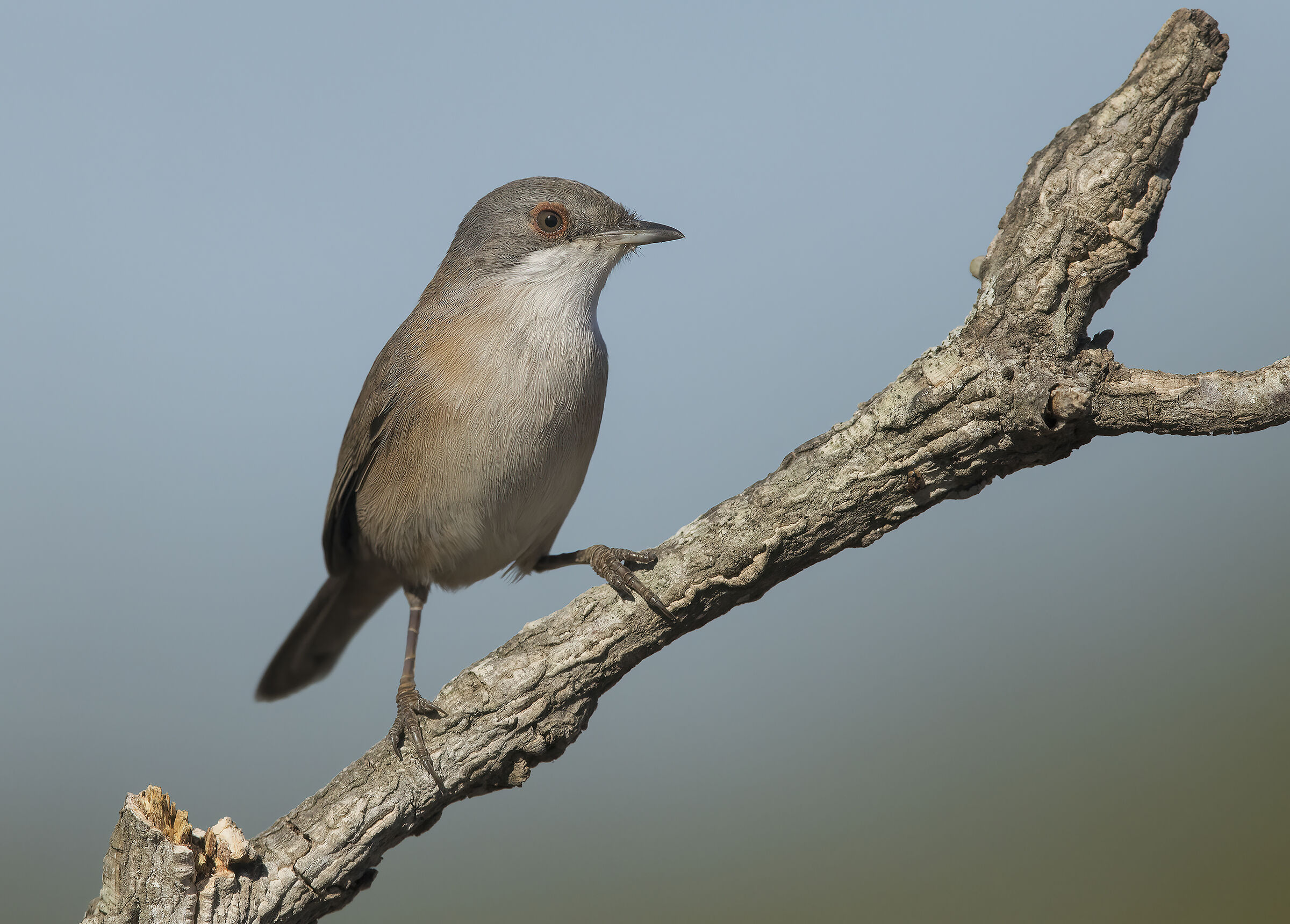occhiocotto (sylvia melanocephala) femminuccia