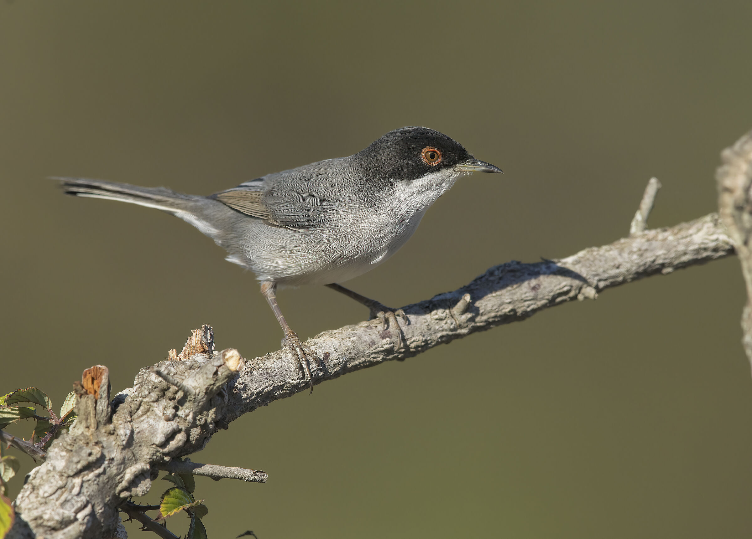 occhiocotto (sylvia melanocephala) maschietto