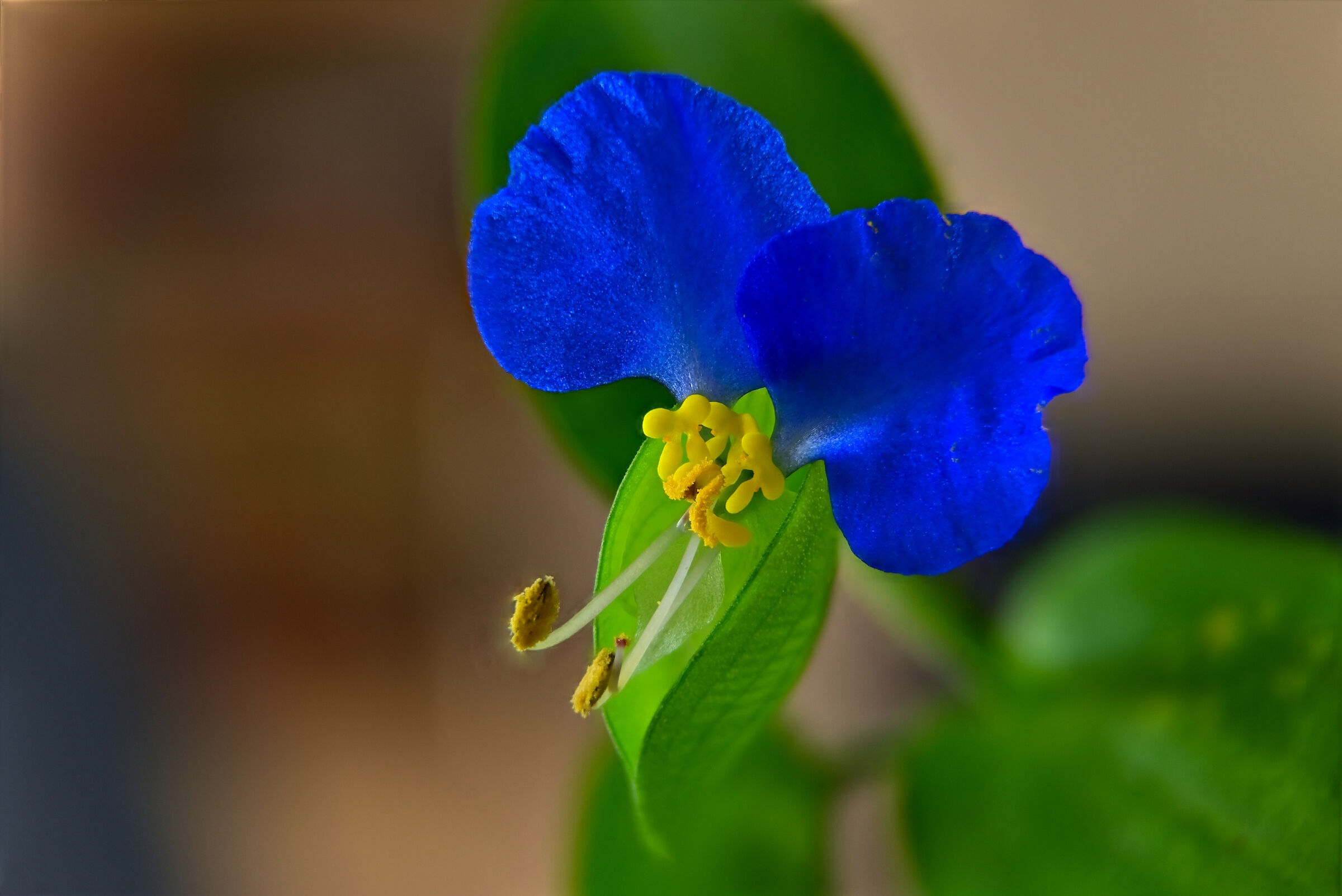 blue flower