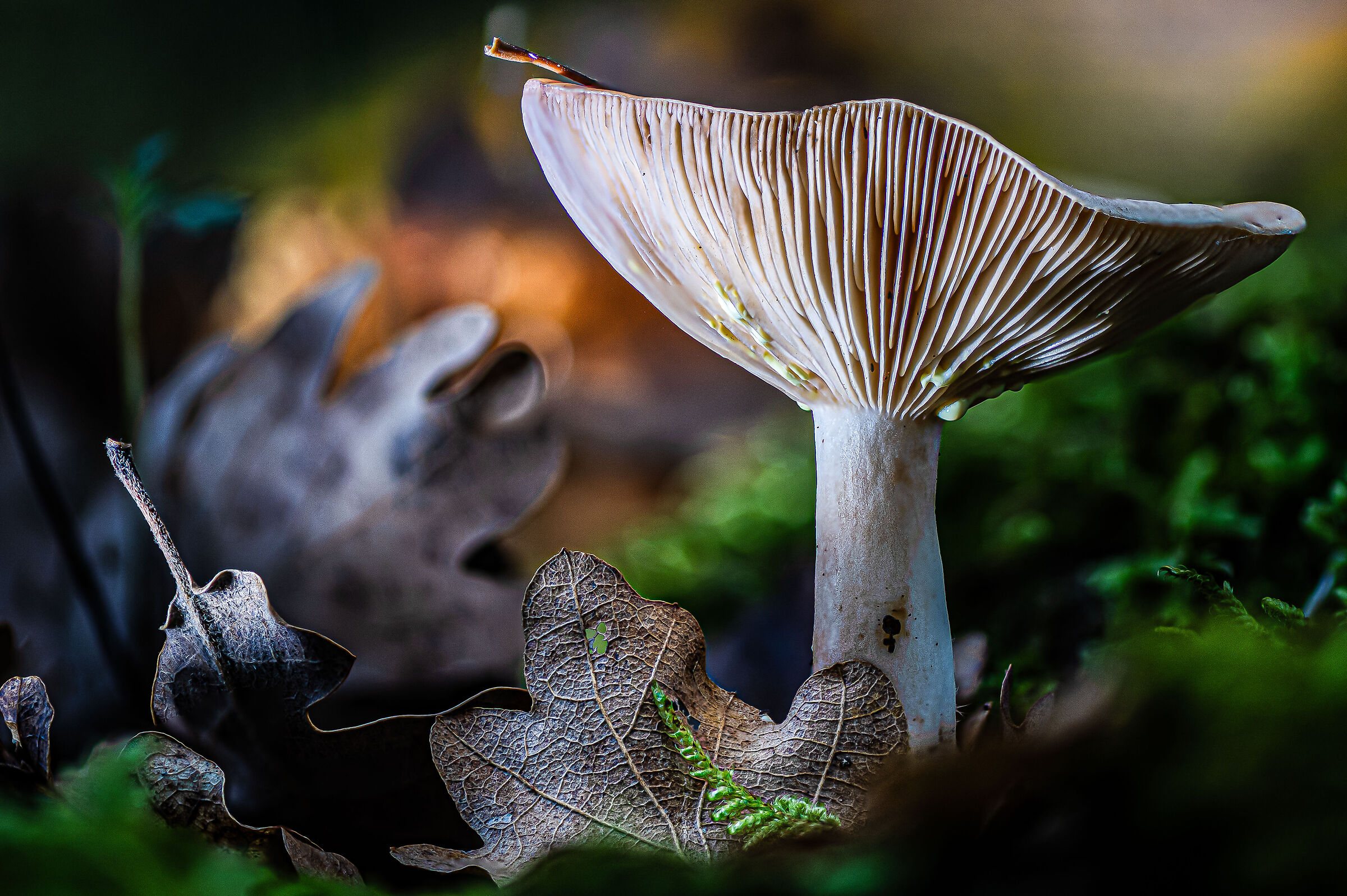 Mushroom