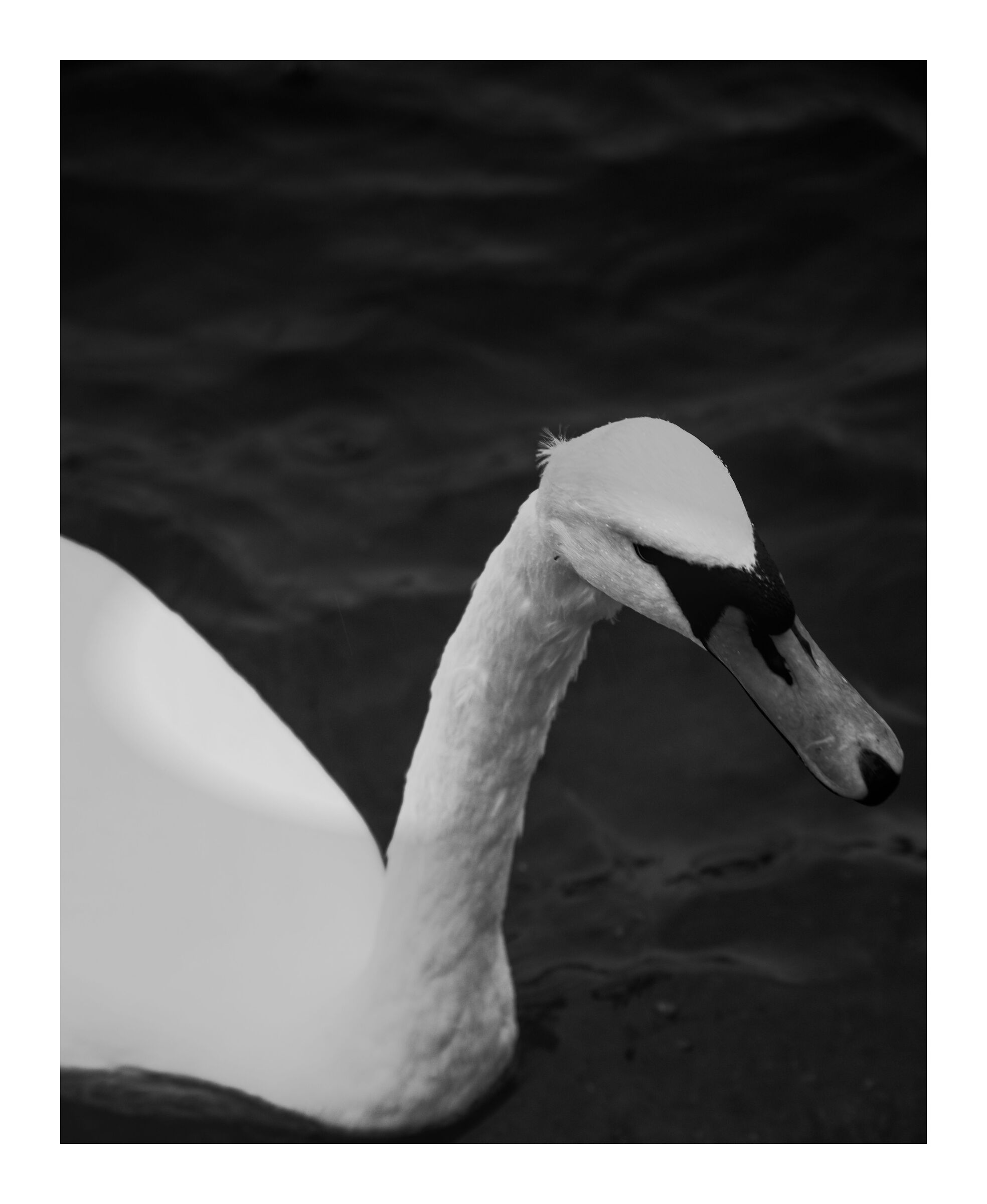 White Swan - London #1