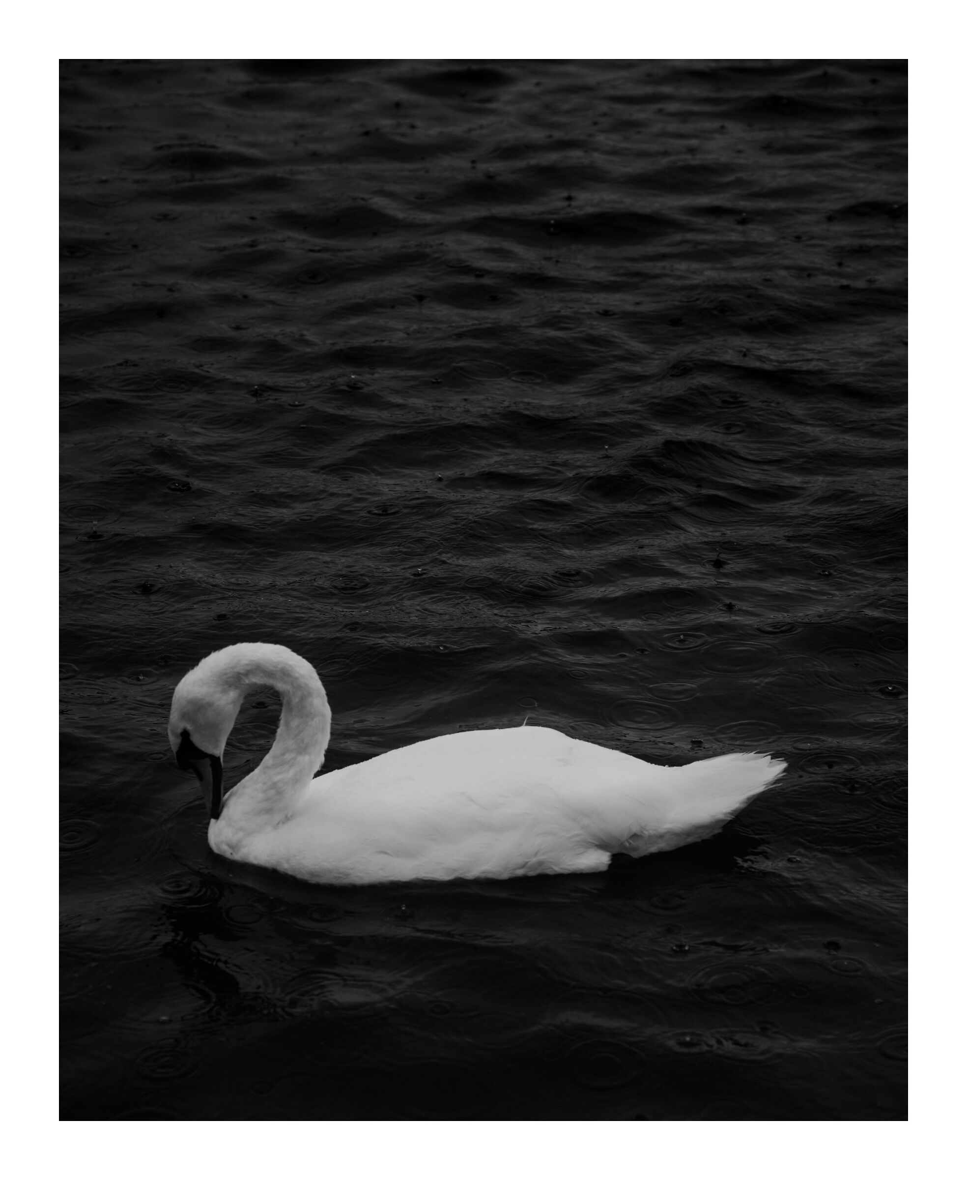 White Swan - London #3