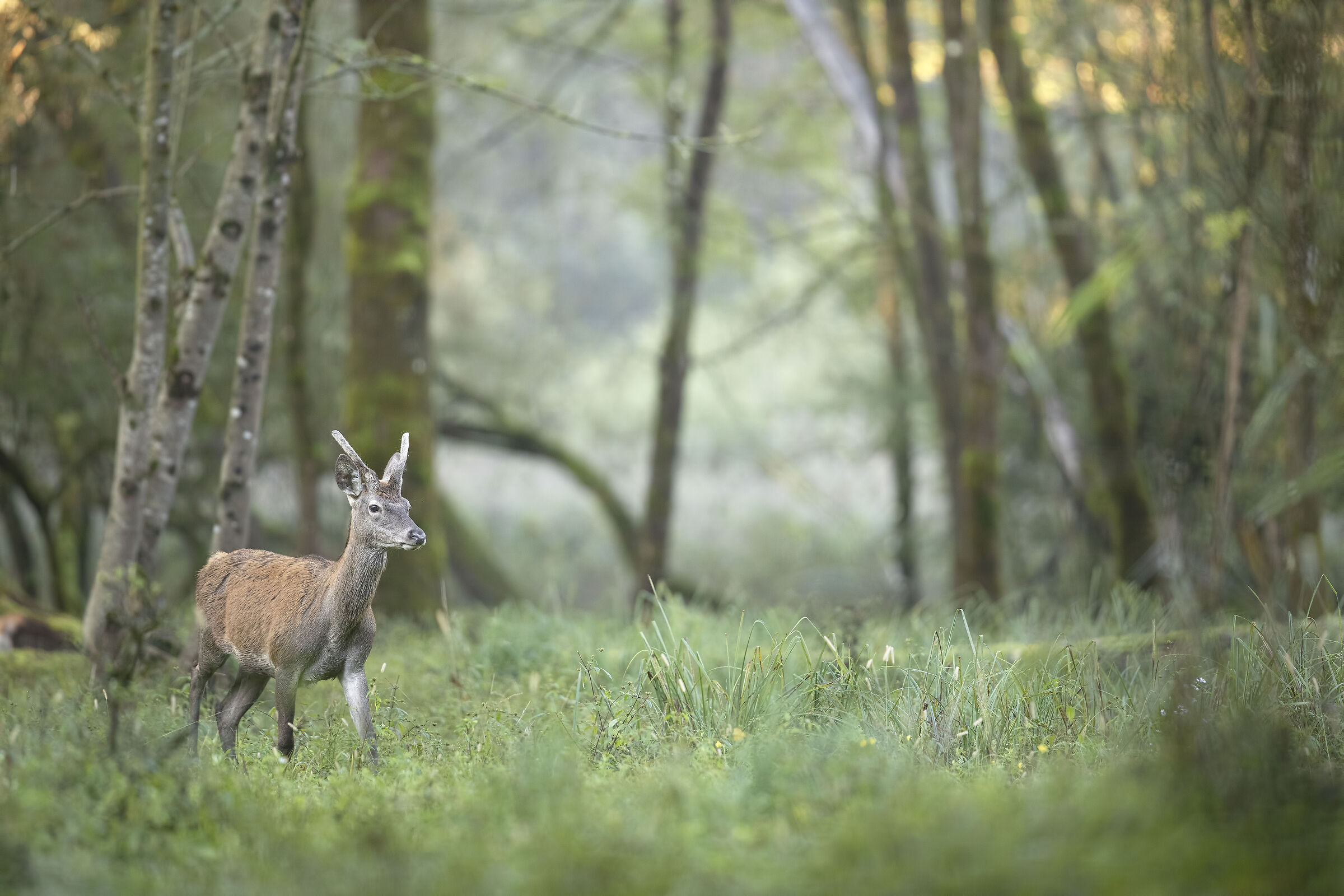Young deer