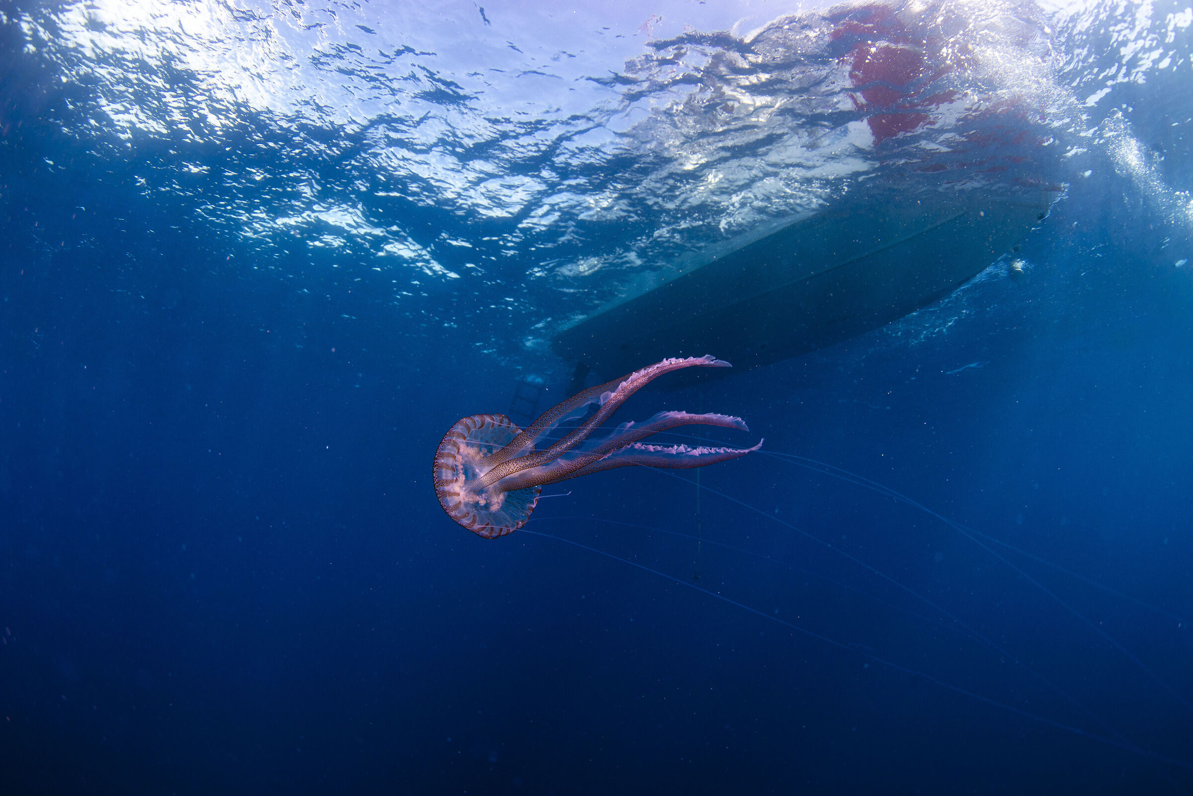 Palagia noctiluca