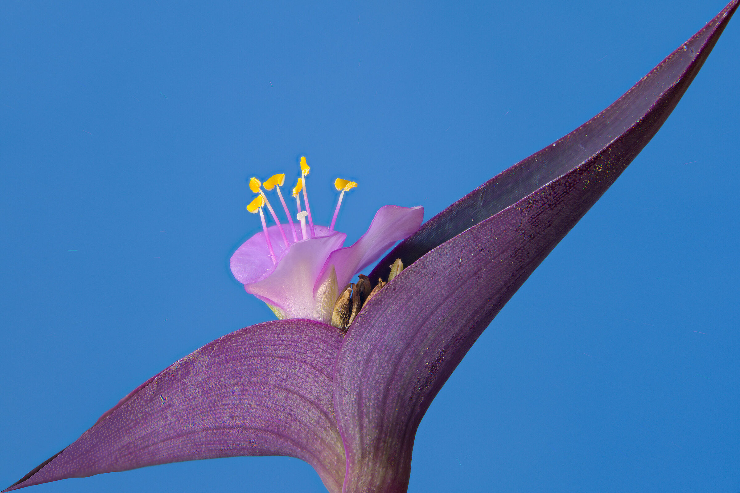 Tradescantia pallida
