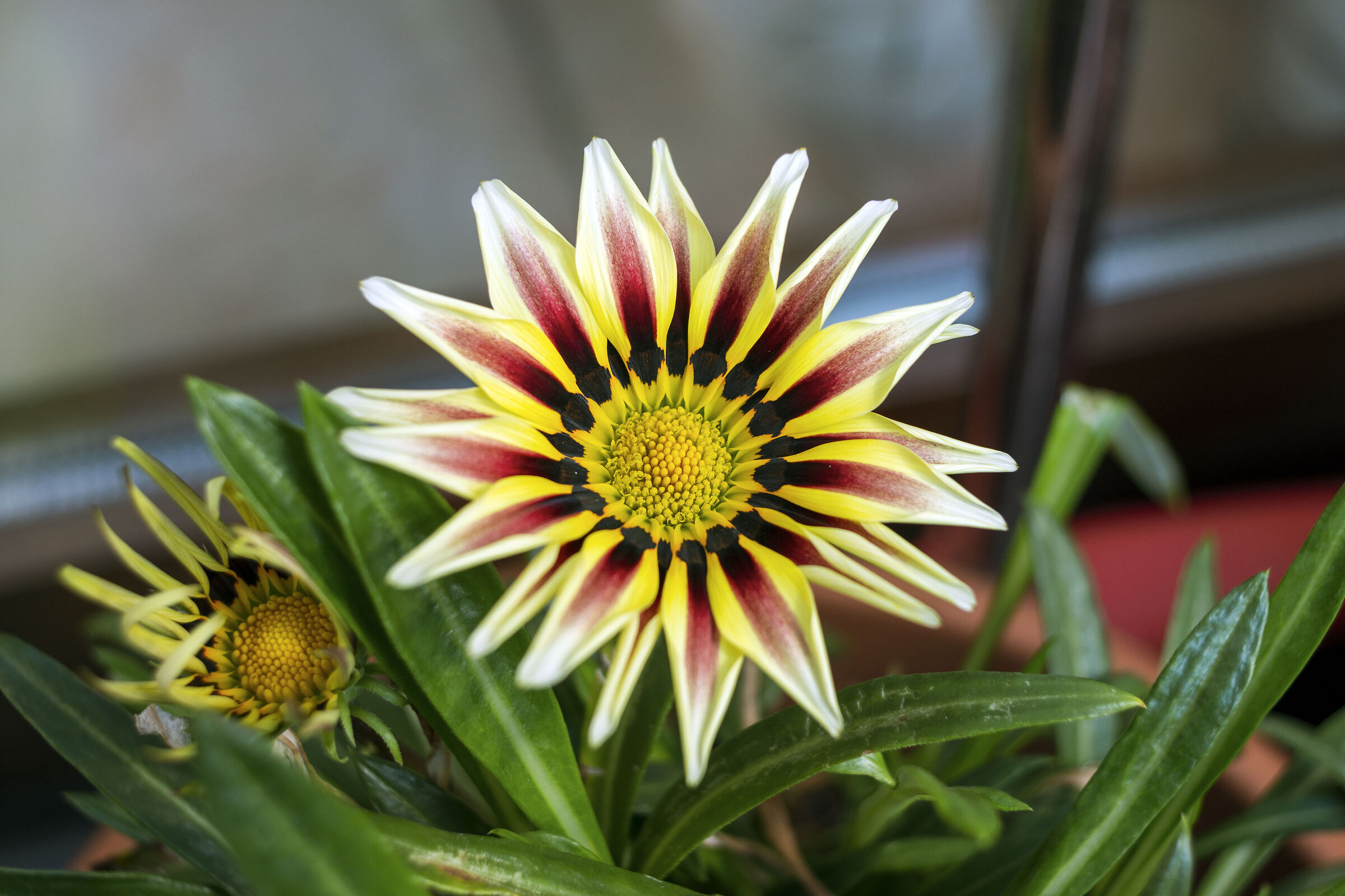 Timid Gazania