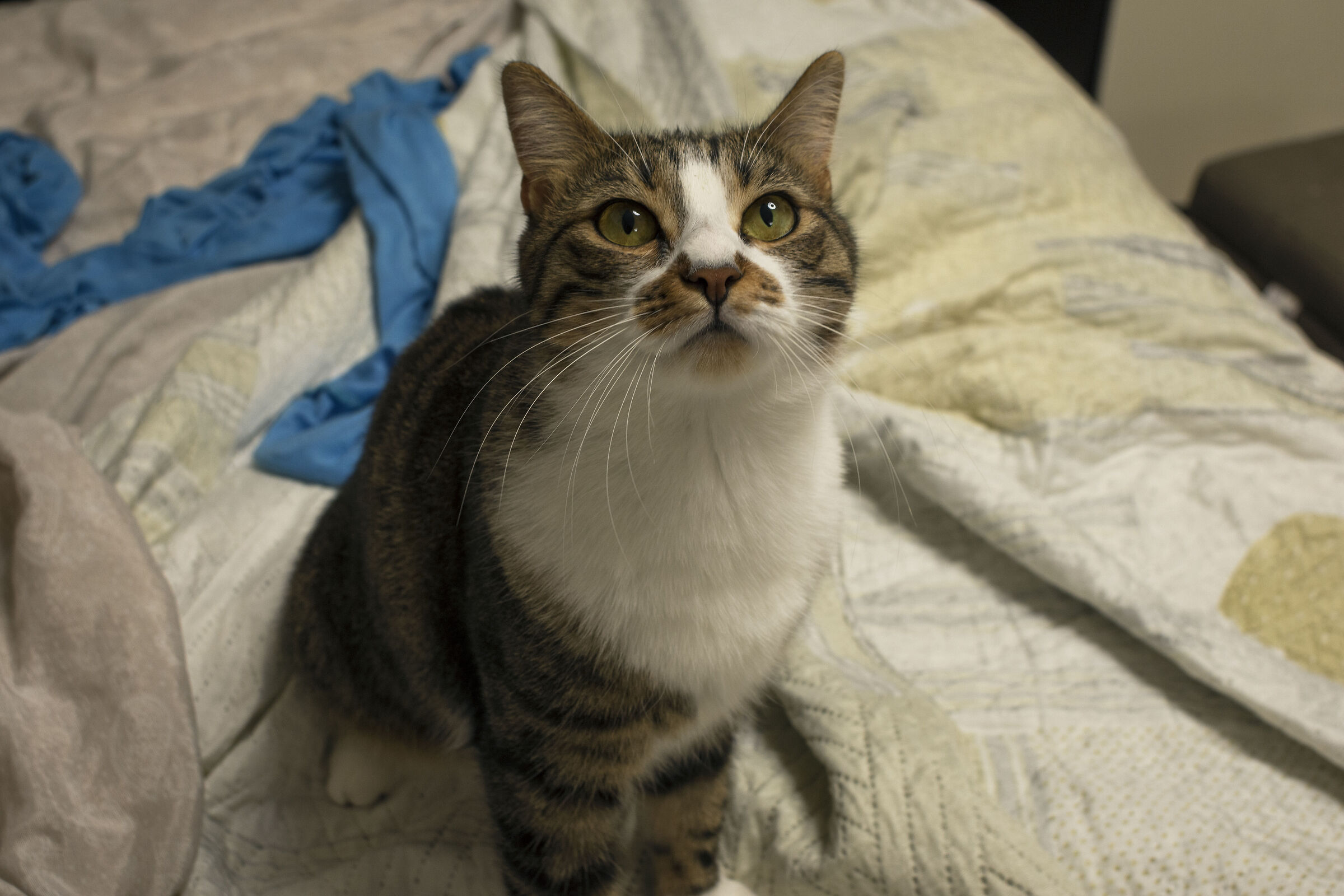 Maya