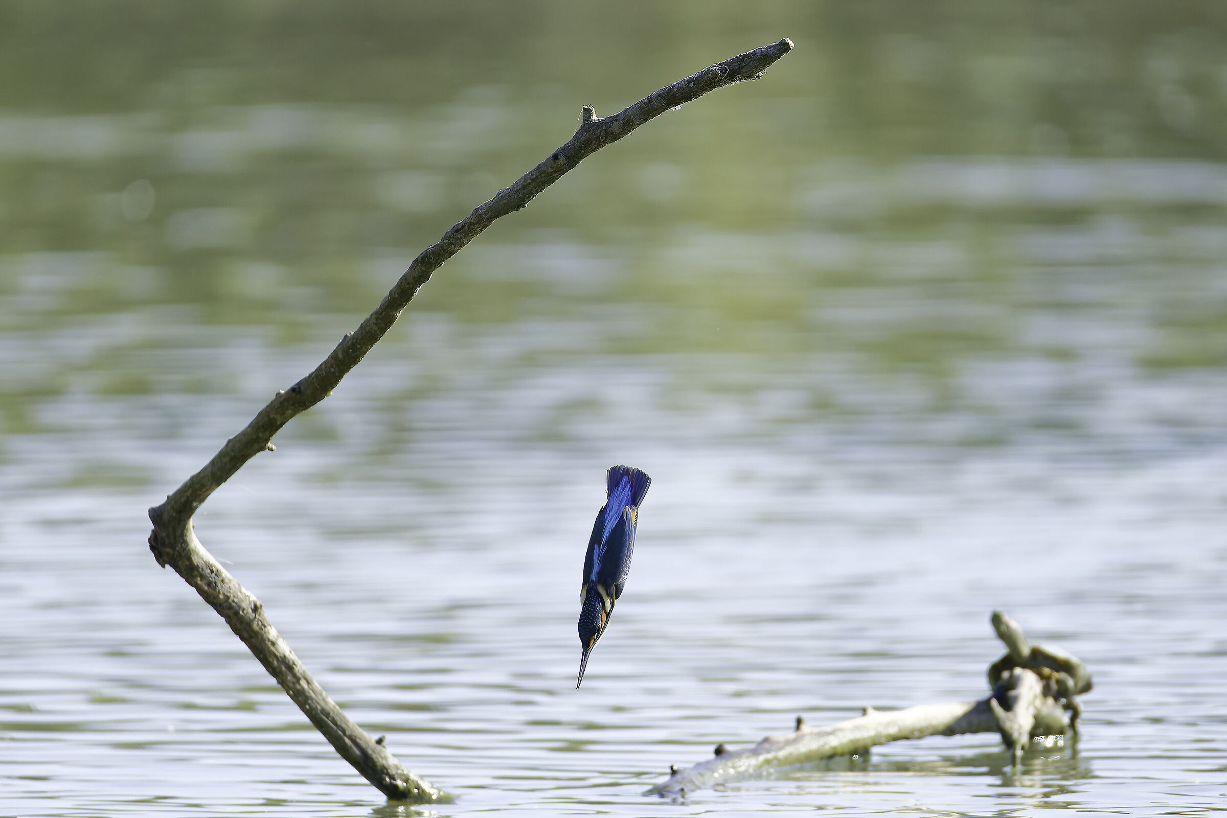 Kingfisher hunting
