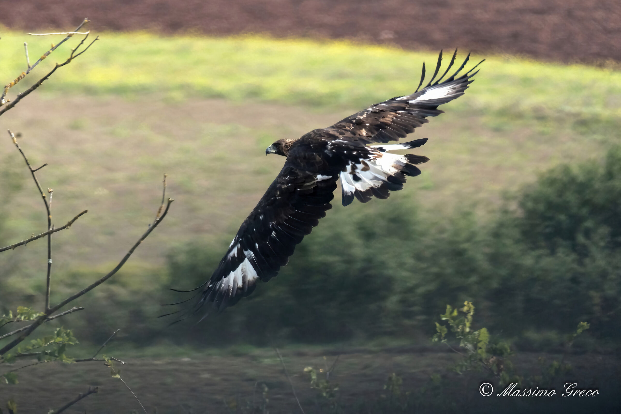 Golden Eagle (Aquila chrysaetos)
