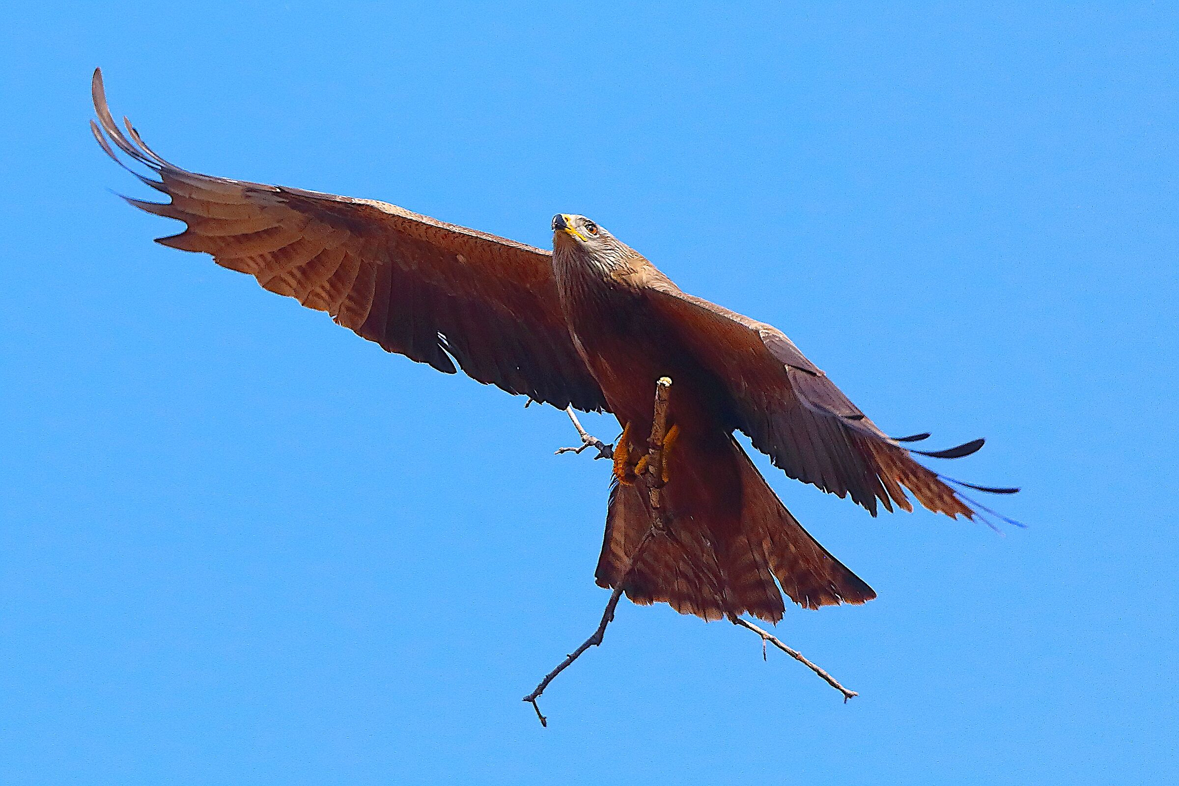 Nibbio bruno 06 aprile 2025 - 0061