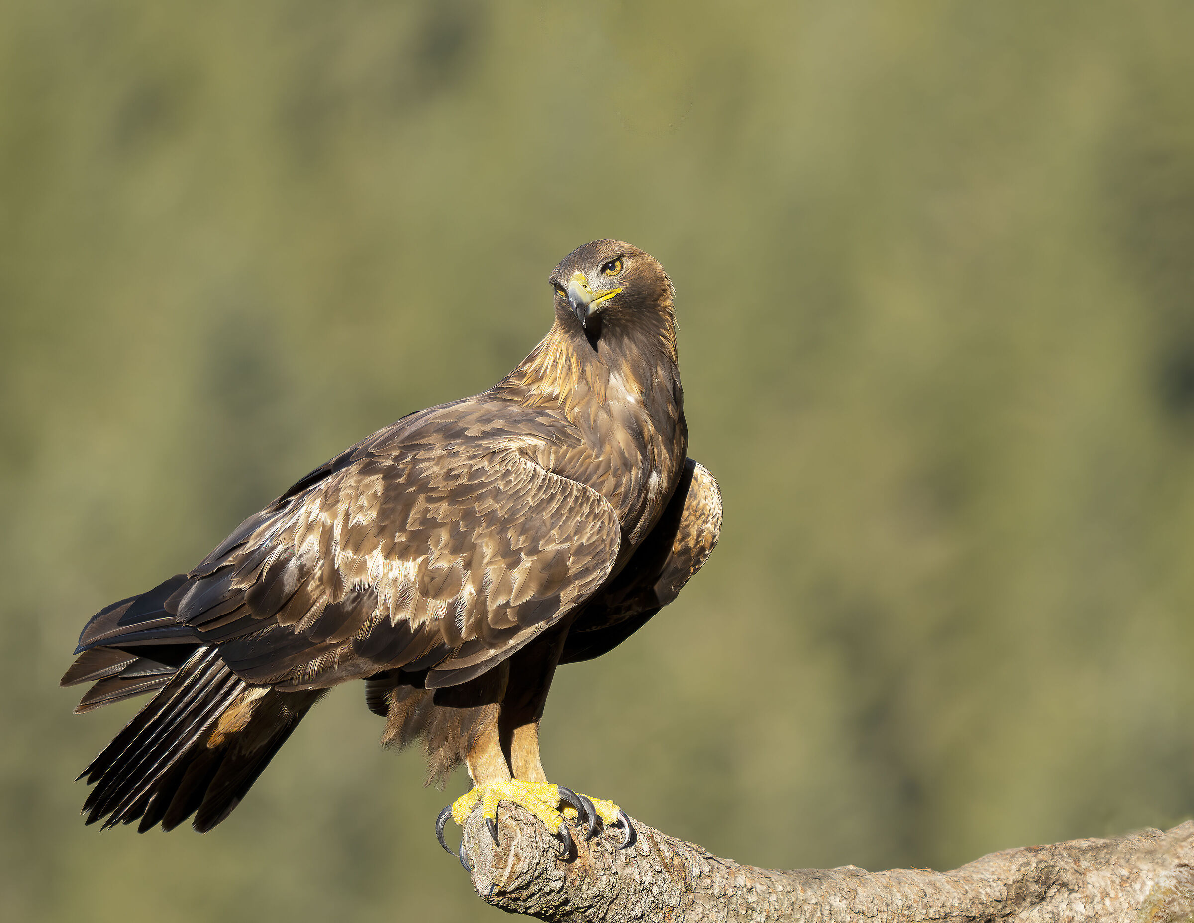 Golden Eagle