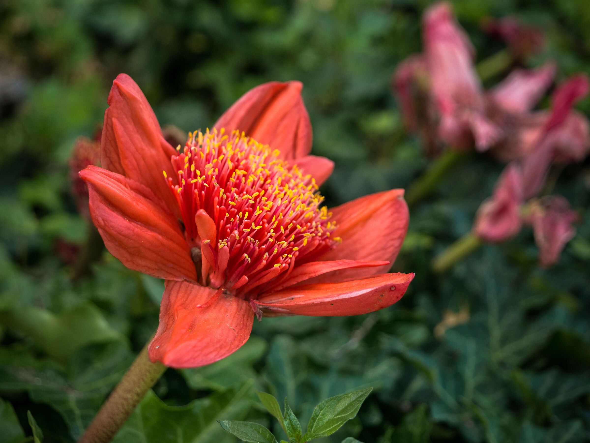 Redness