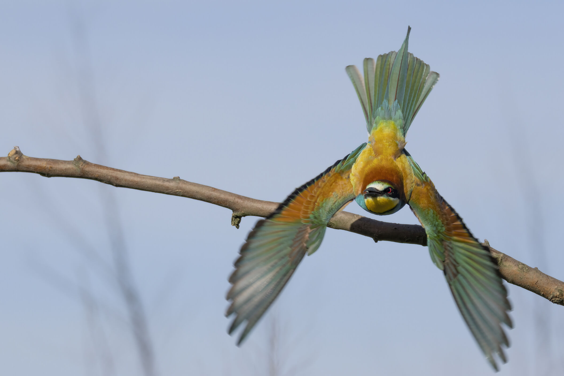 Bee-eater