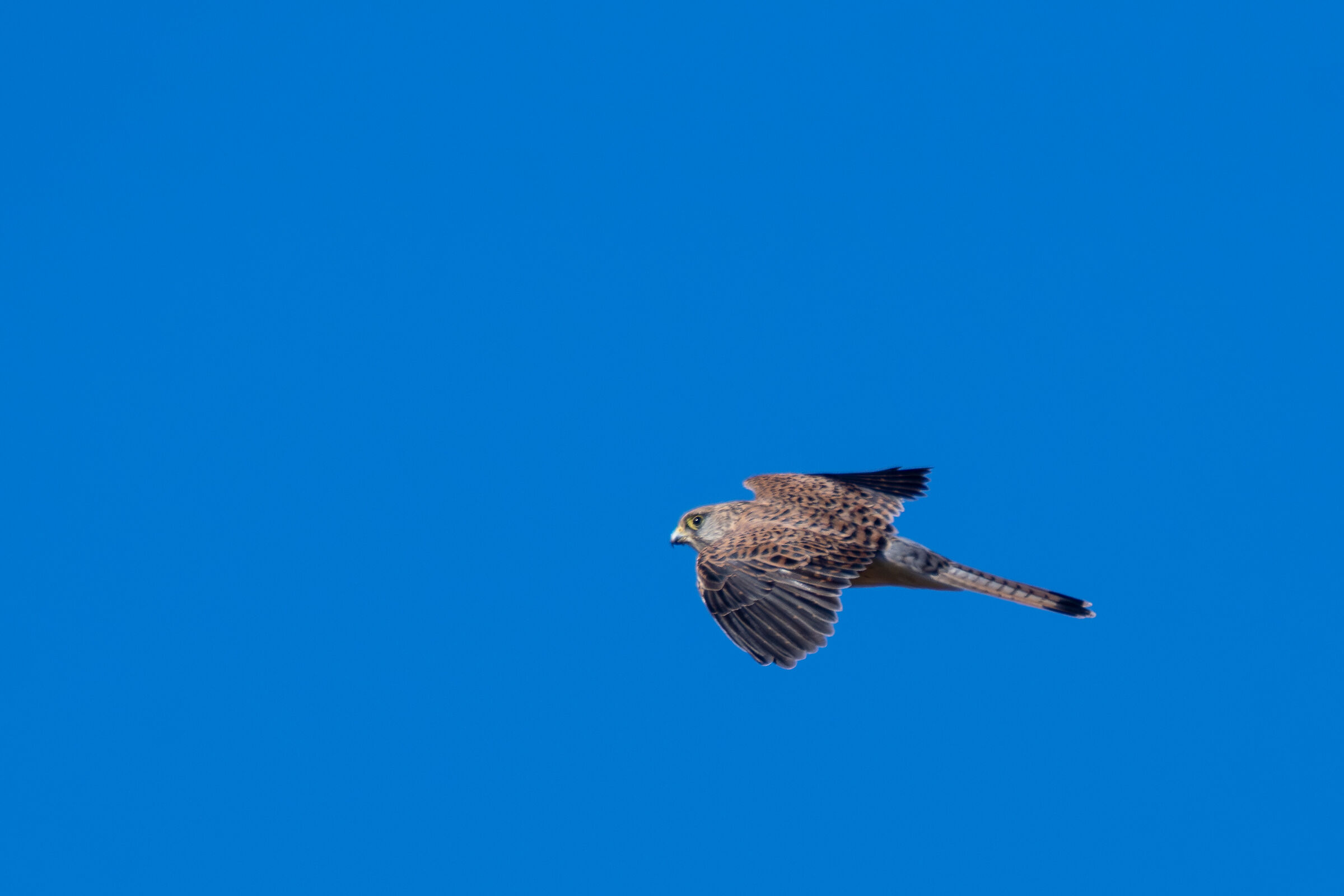 Kestrel