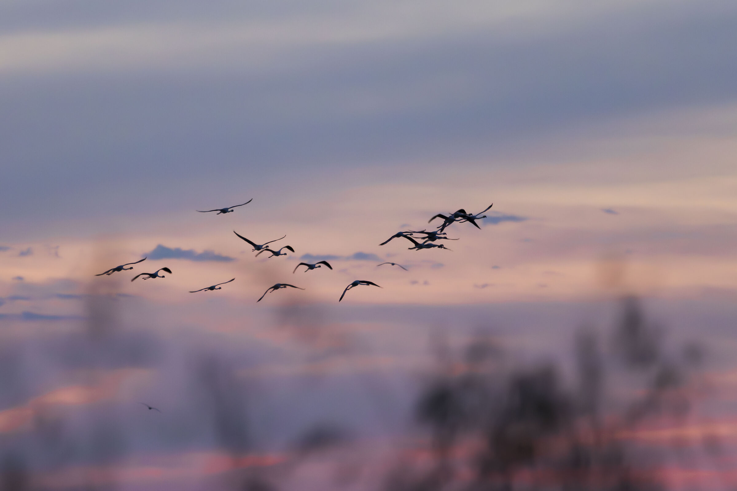 Flamingos in the Sunset Sky