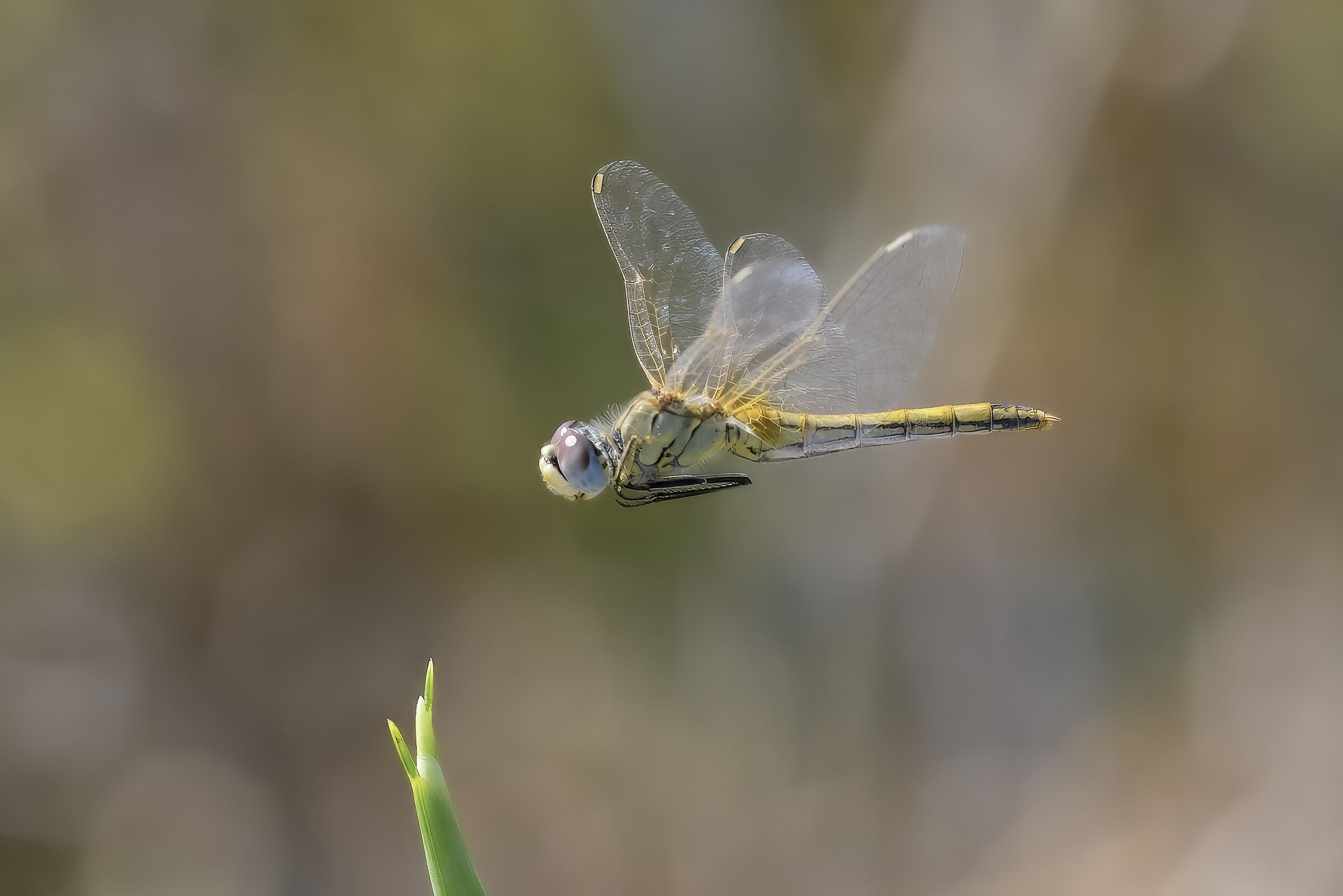 Sympetrum fonscolombii