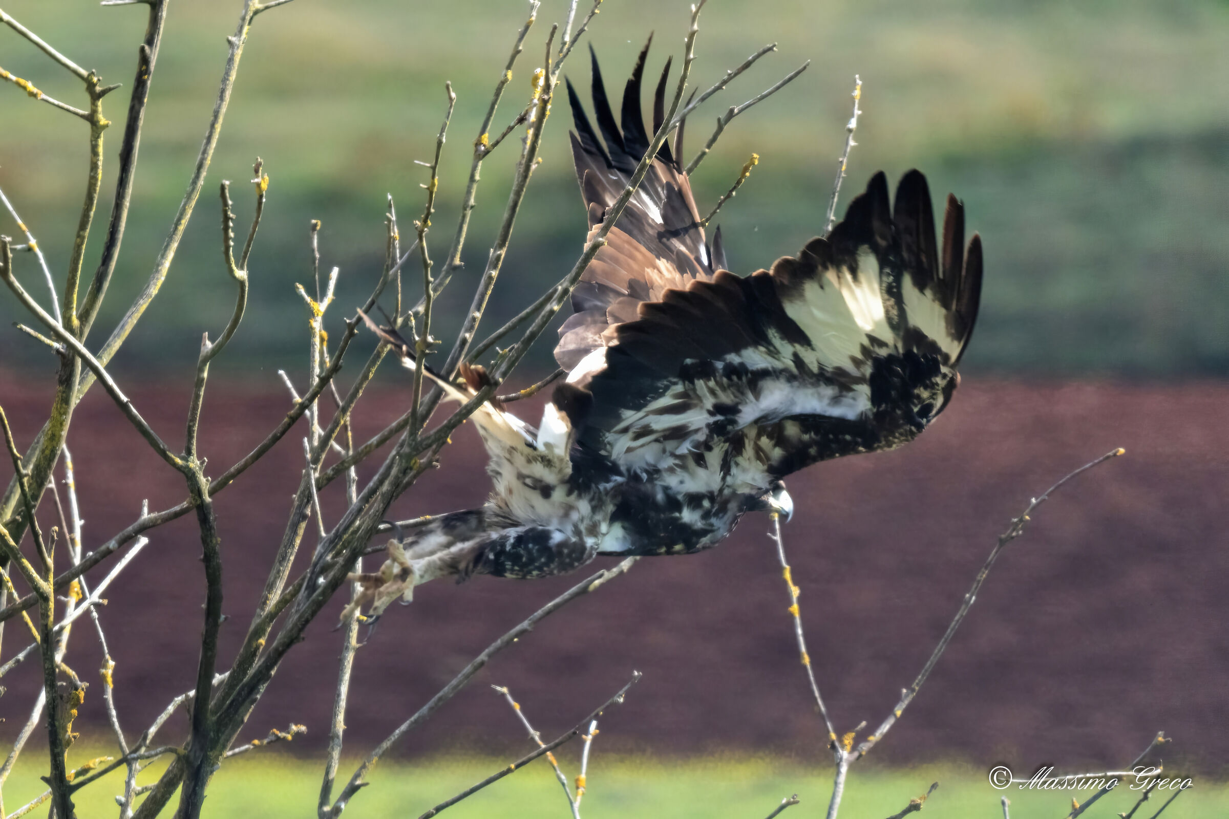 The detachment of the Golden Eagle