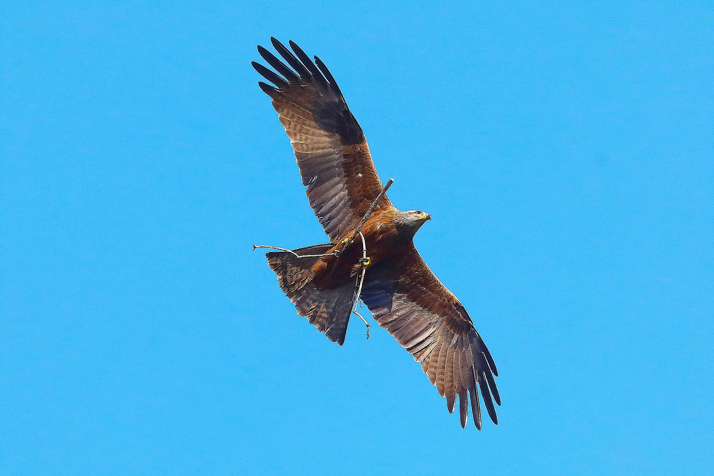 Nibbio bruno 06 aprile 2025 - 0088