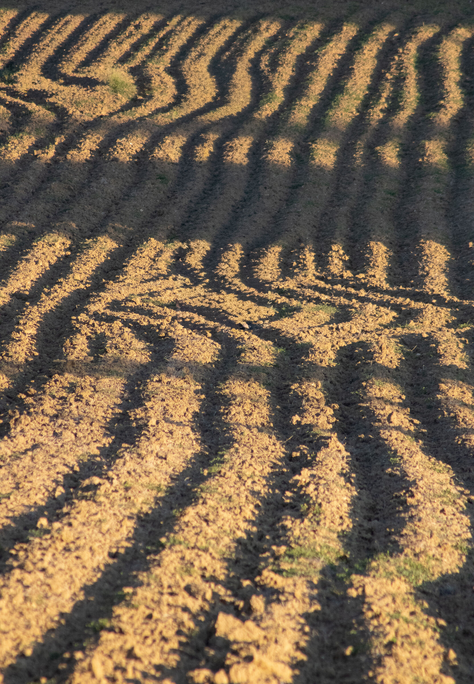 Furrows at sunset