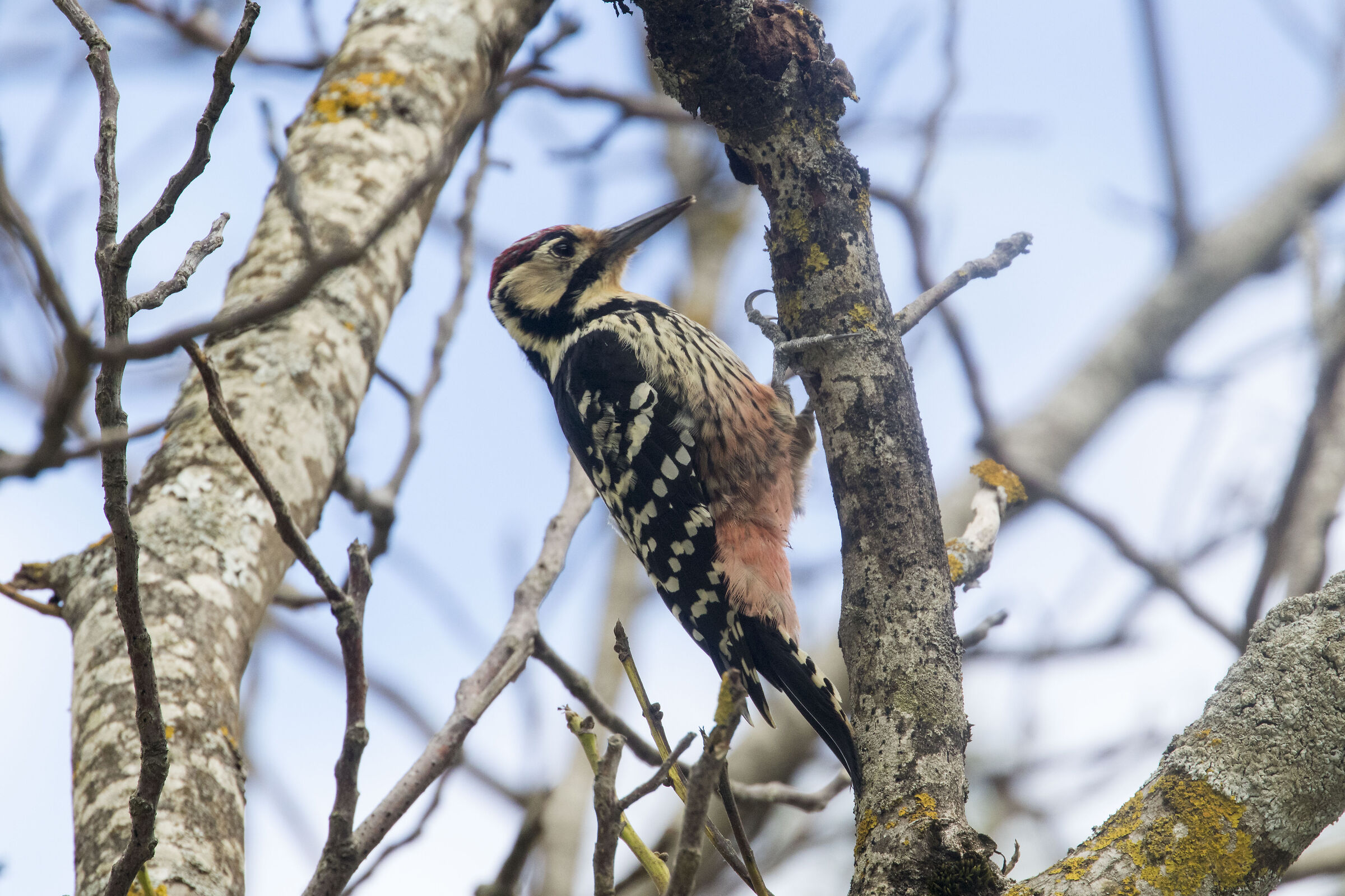 White-backed (or Dalmatian) Spotted Woodpecker