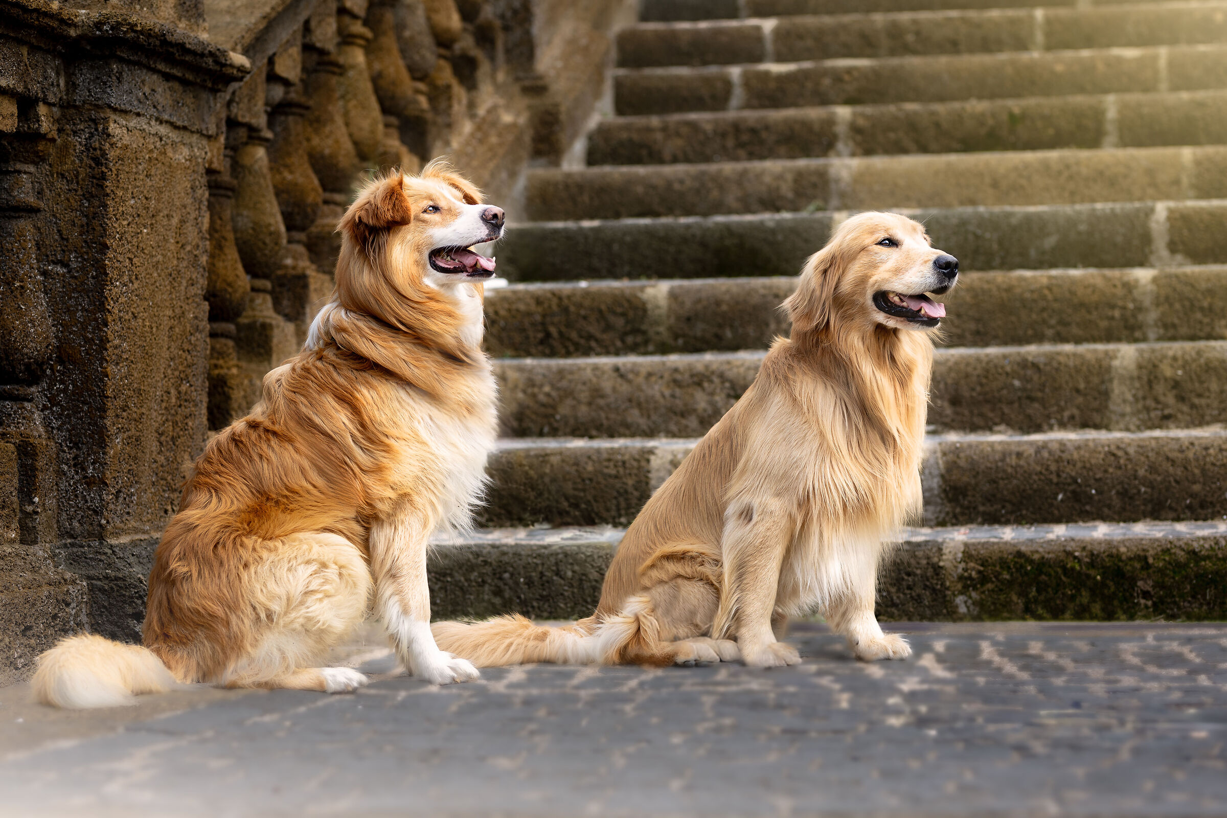 Muttley and Copper