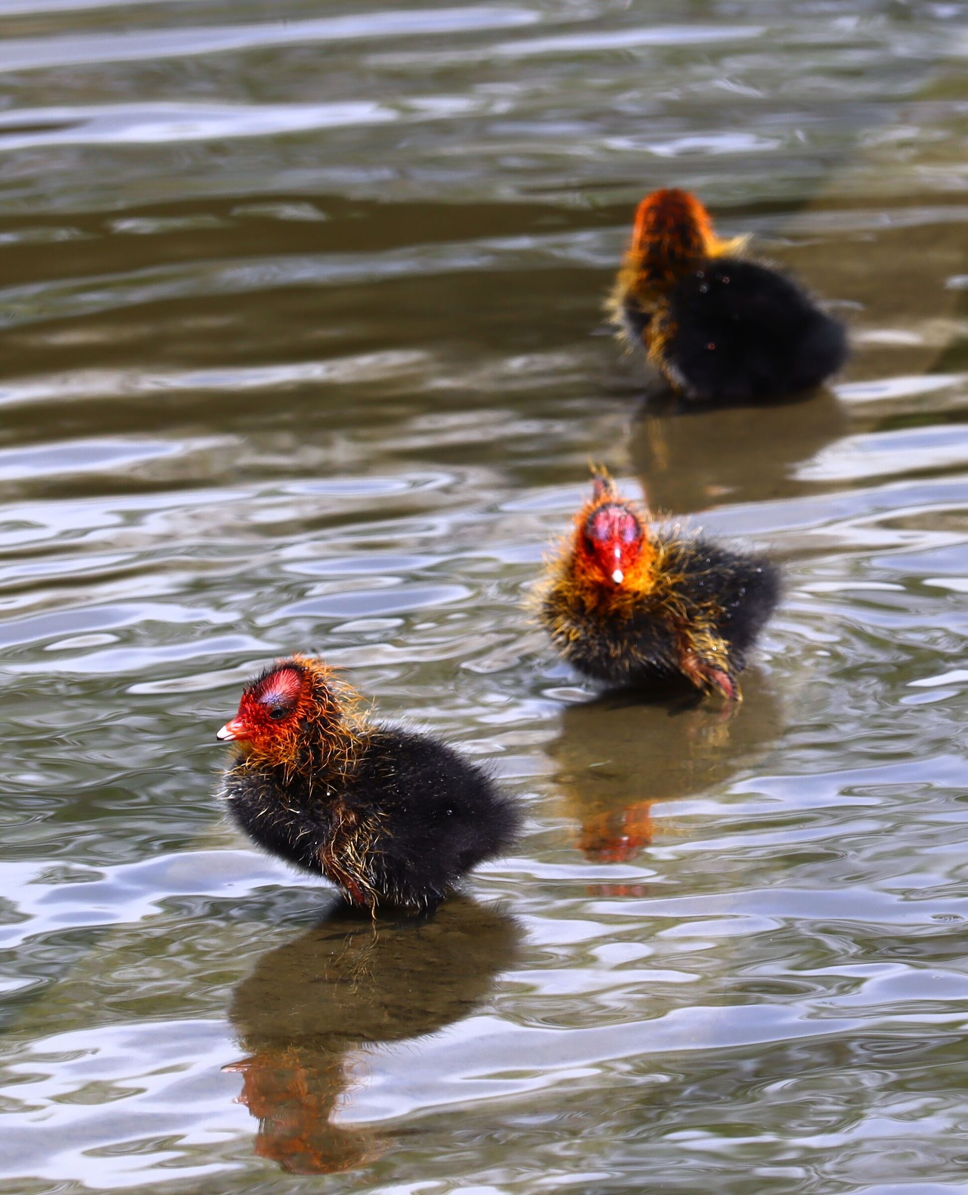 Coot chicks