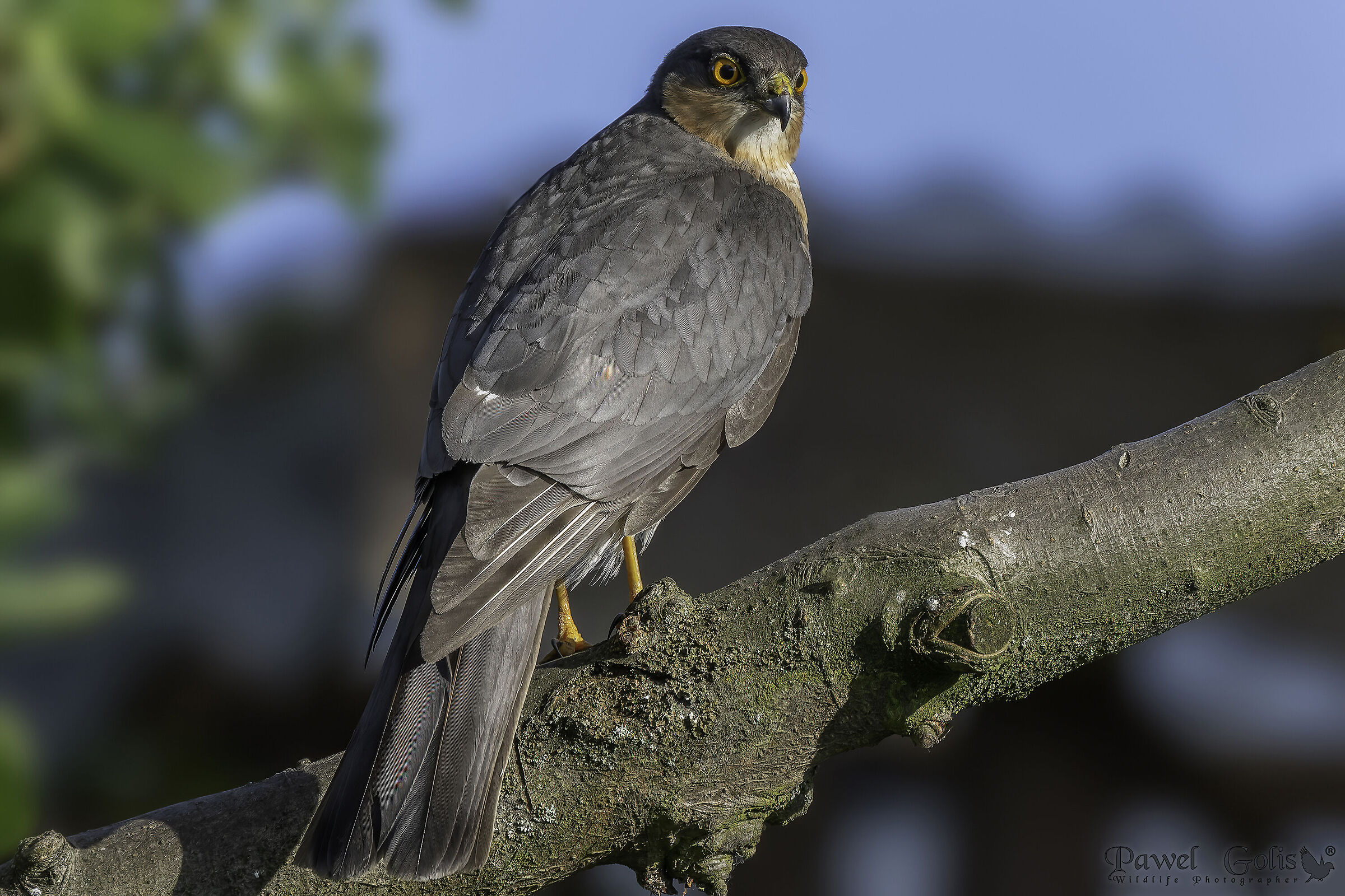 Eurasian sparrowhawk (Accipiter nisus)