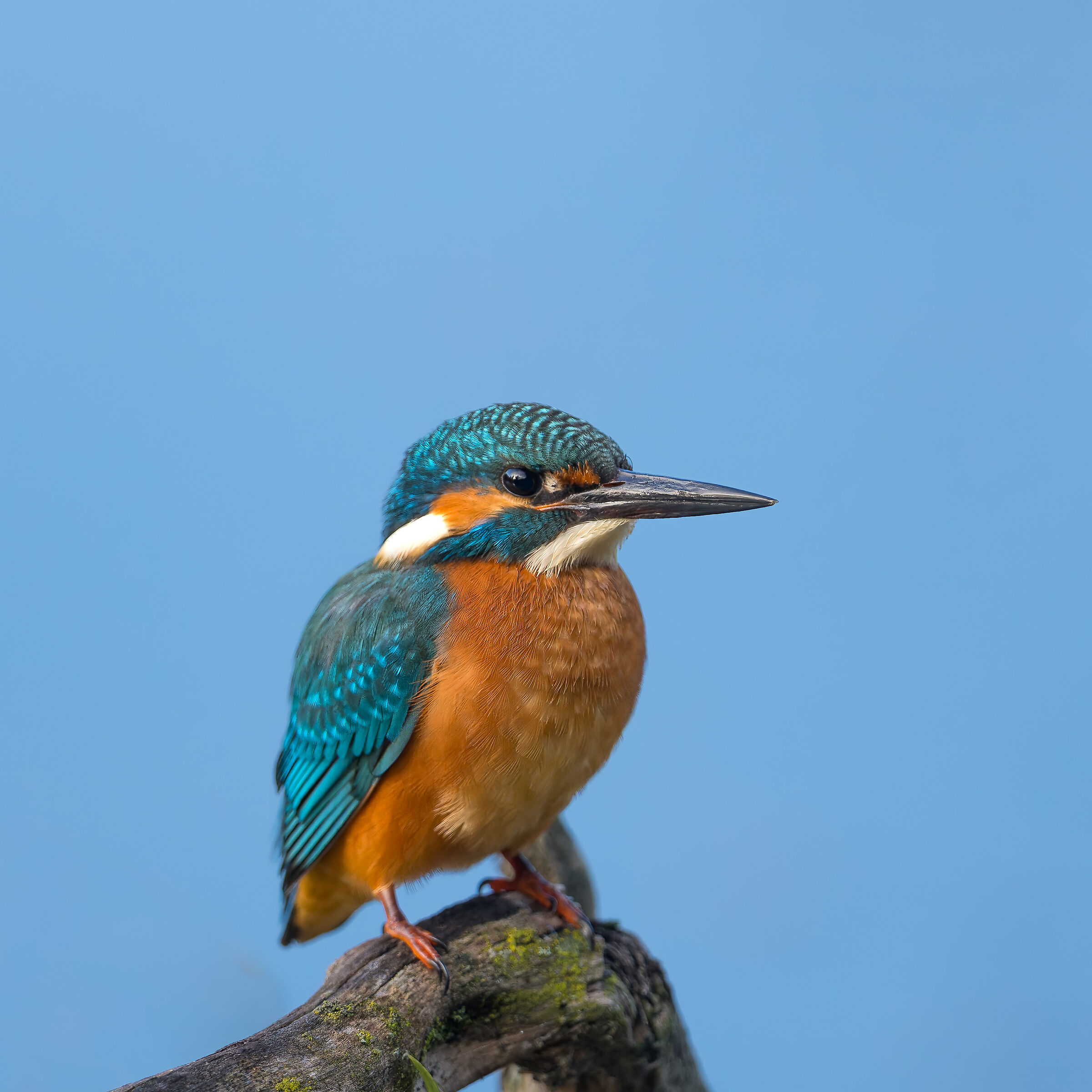 Kingfisher - Pesio Valley - Piedmont