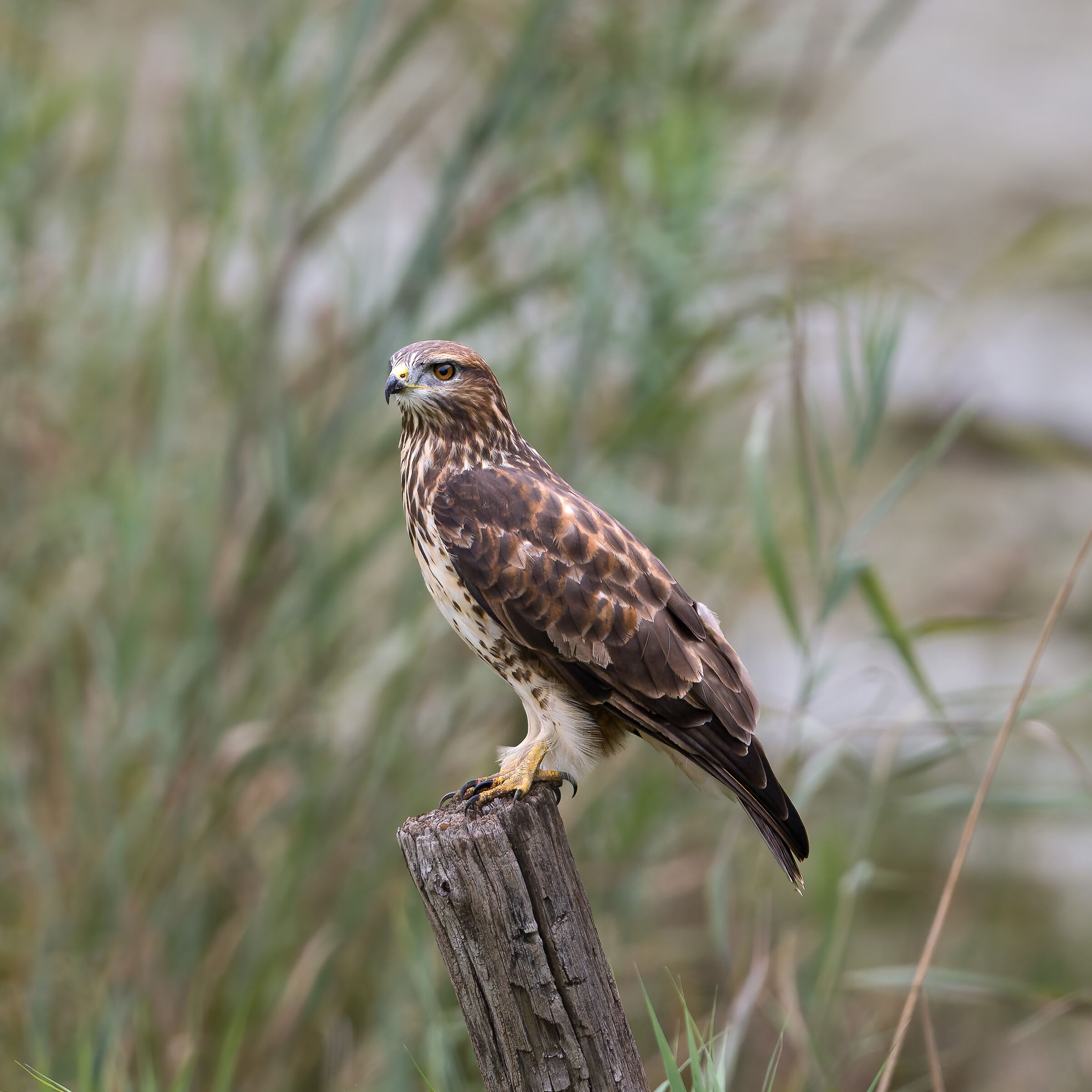 Poiana - Valle Pesio - Piedmont