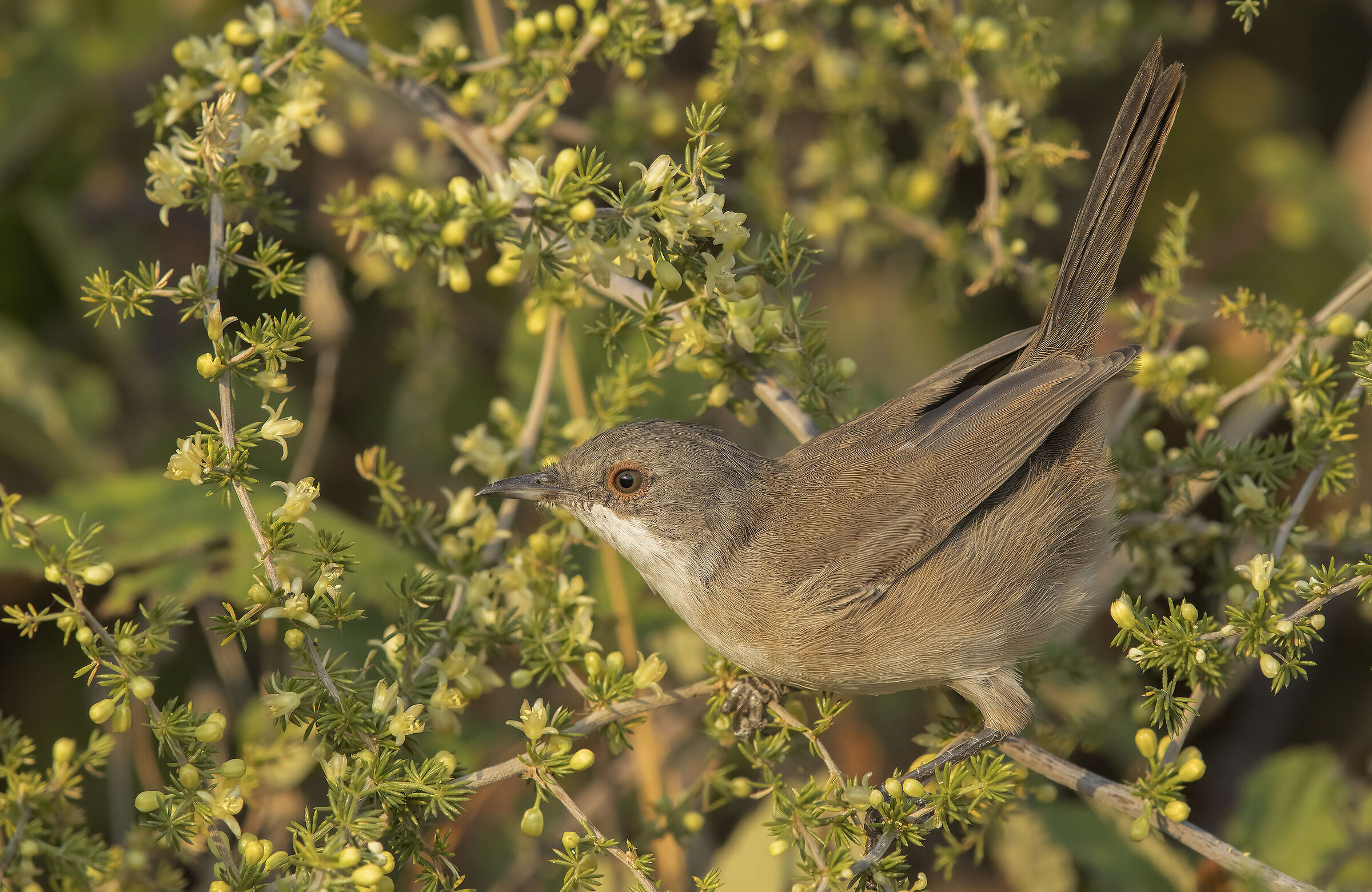 occhiocotto (sylvia melanocephala)