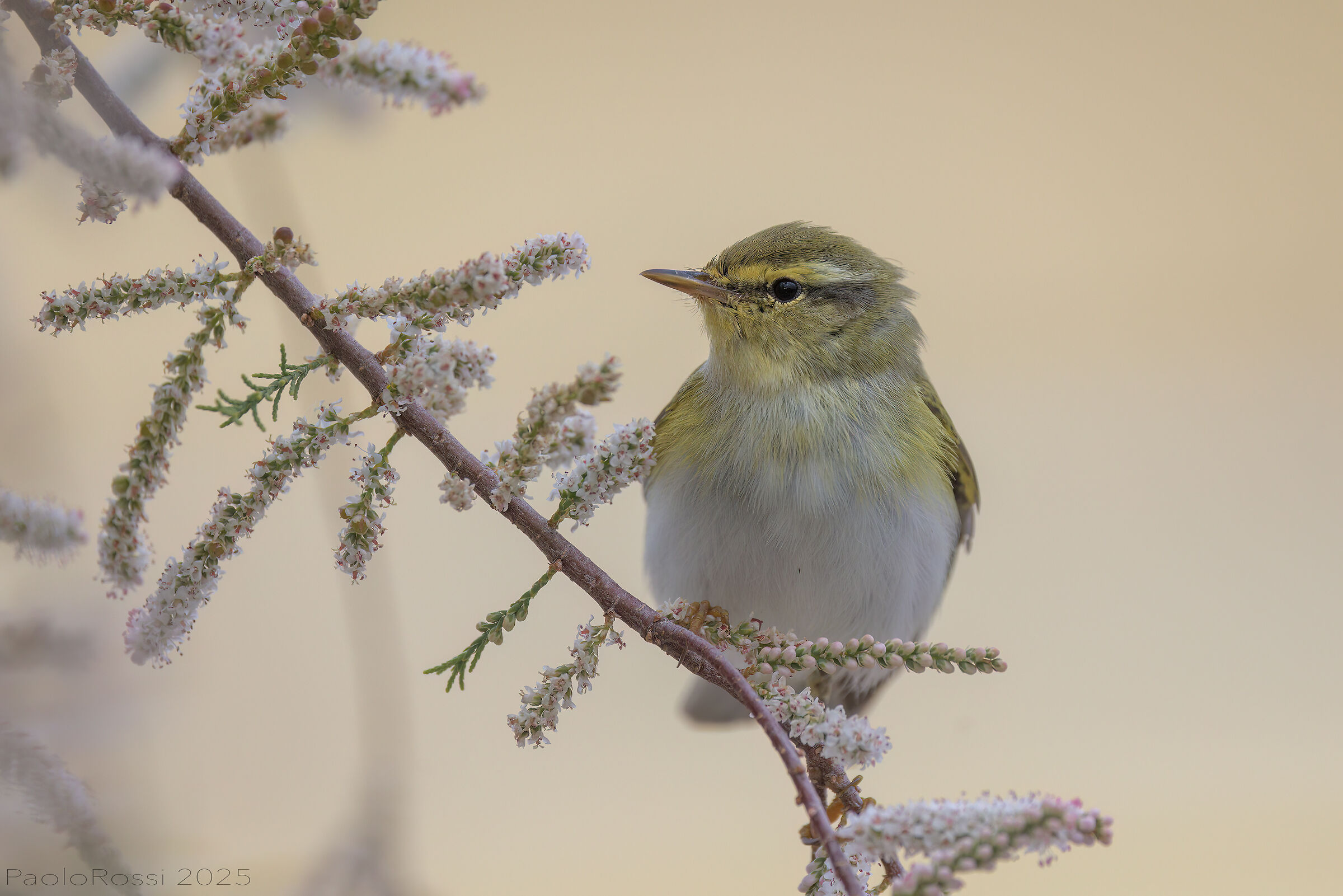 Green warbler...