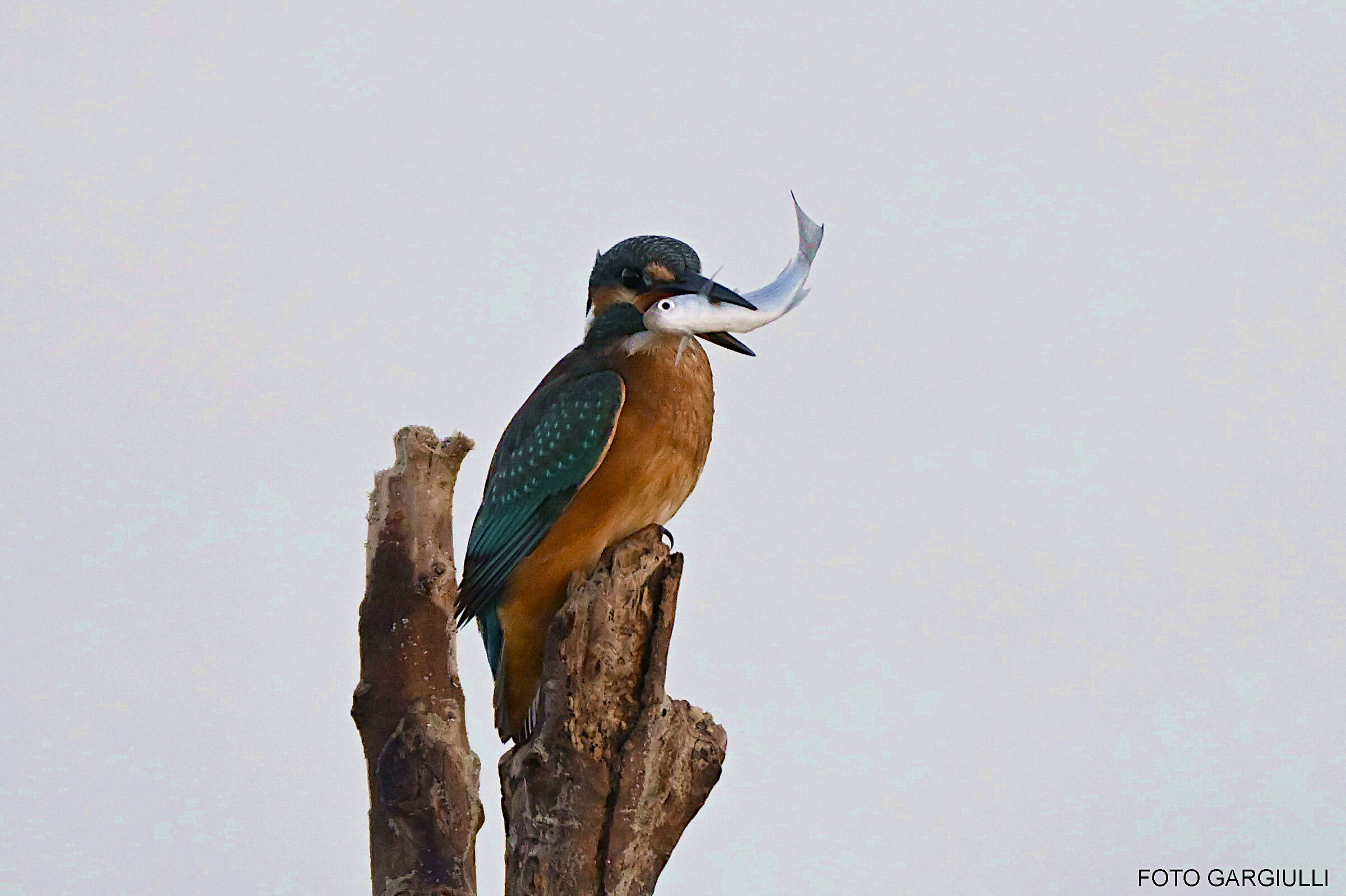Machio kingfisher with prey