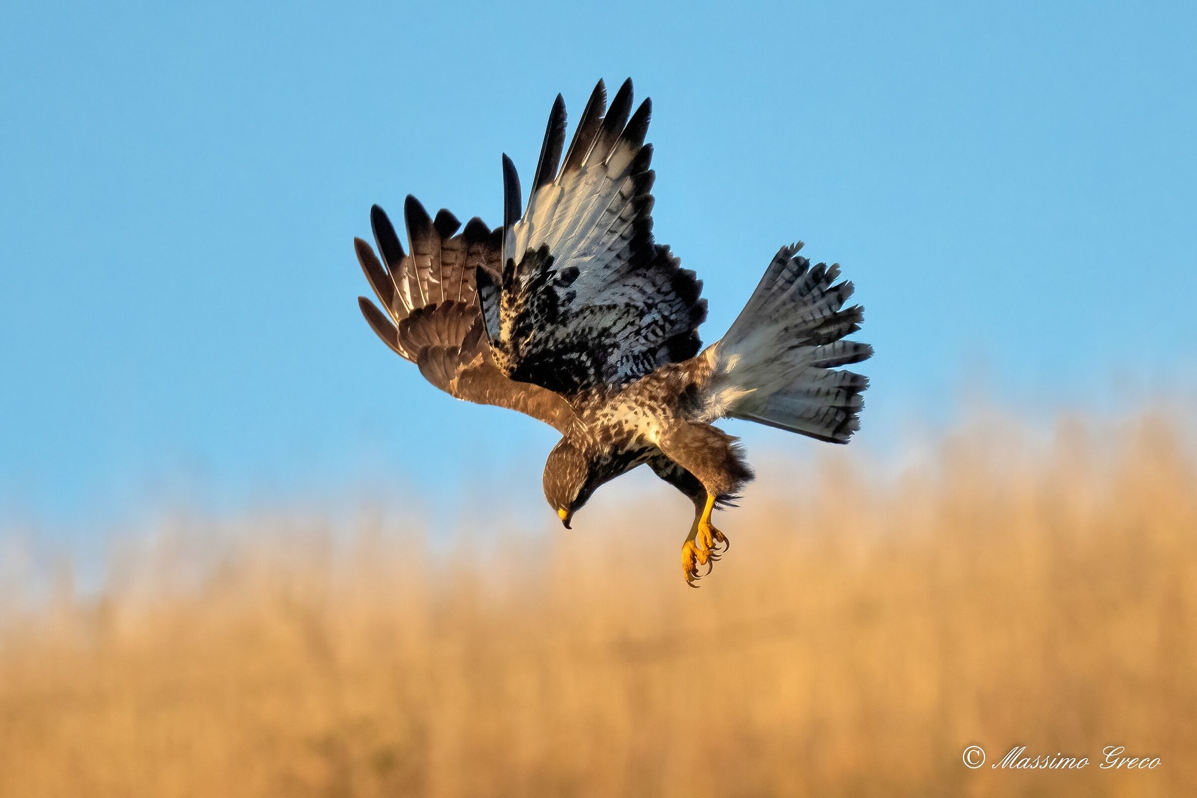 In picchiata sulla preda