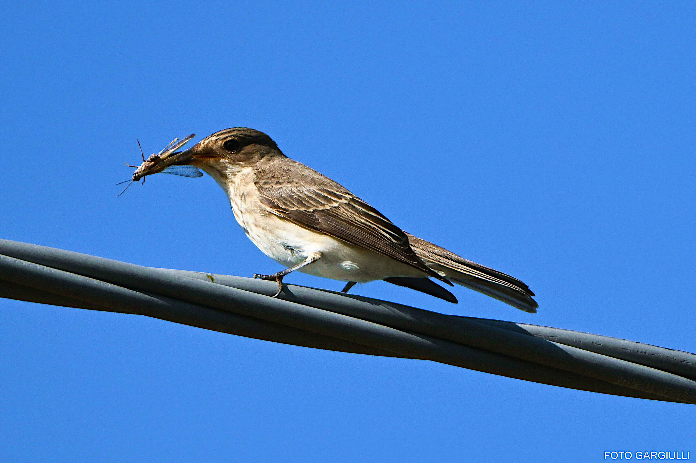 Flycatcher with prey