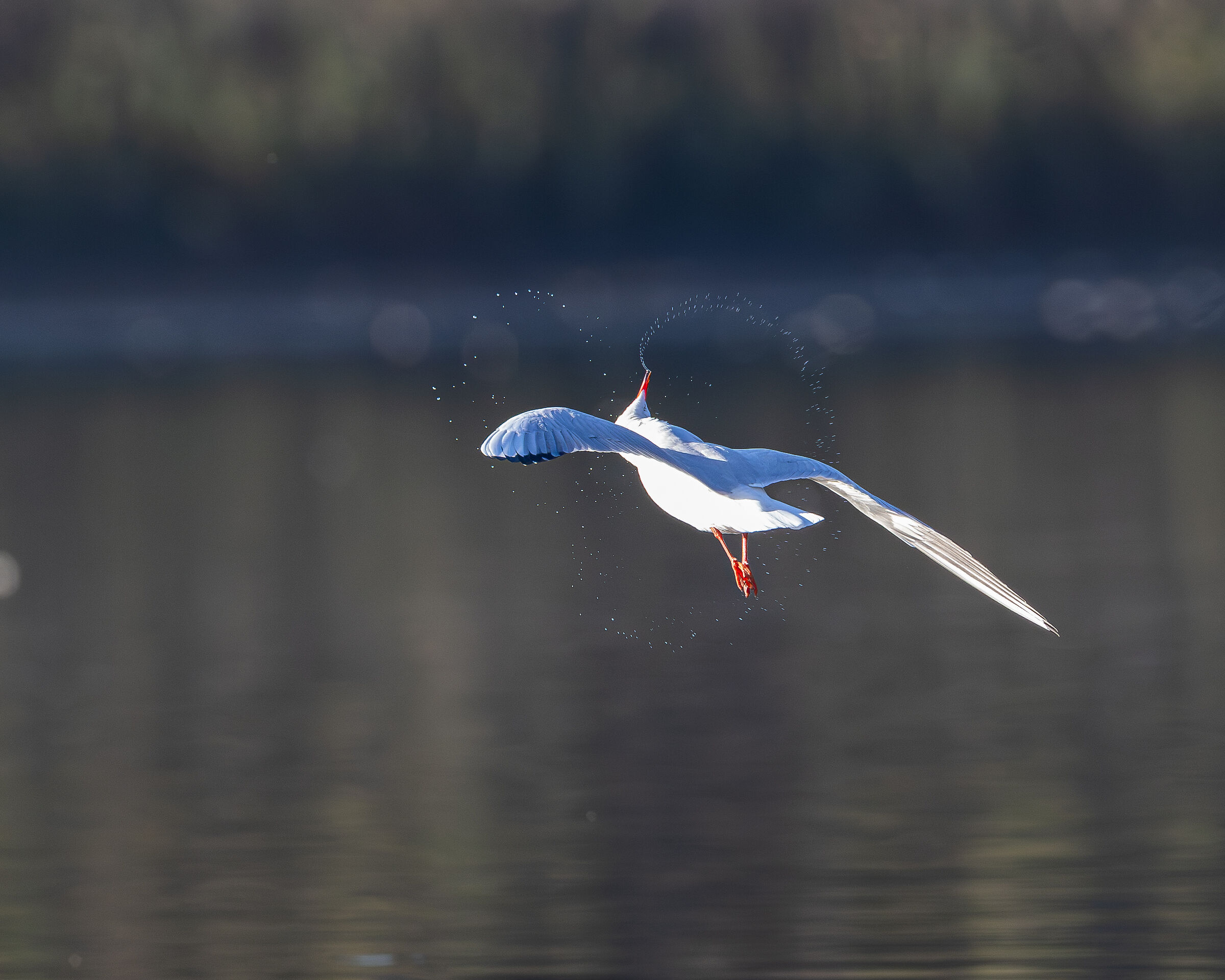 Black-headed gull and heart