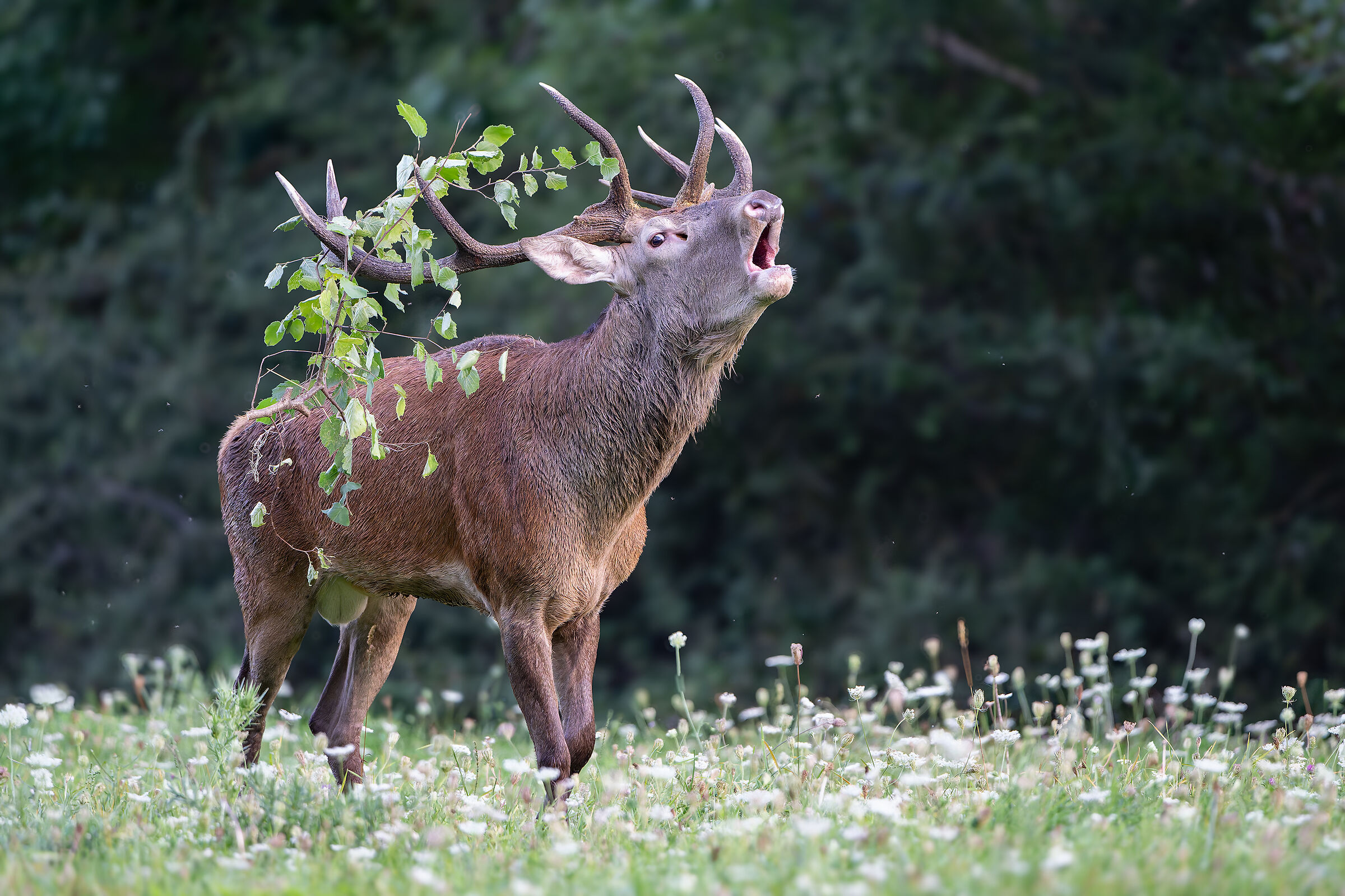 Con le fronde della gloria