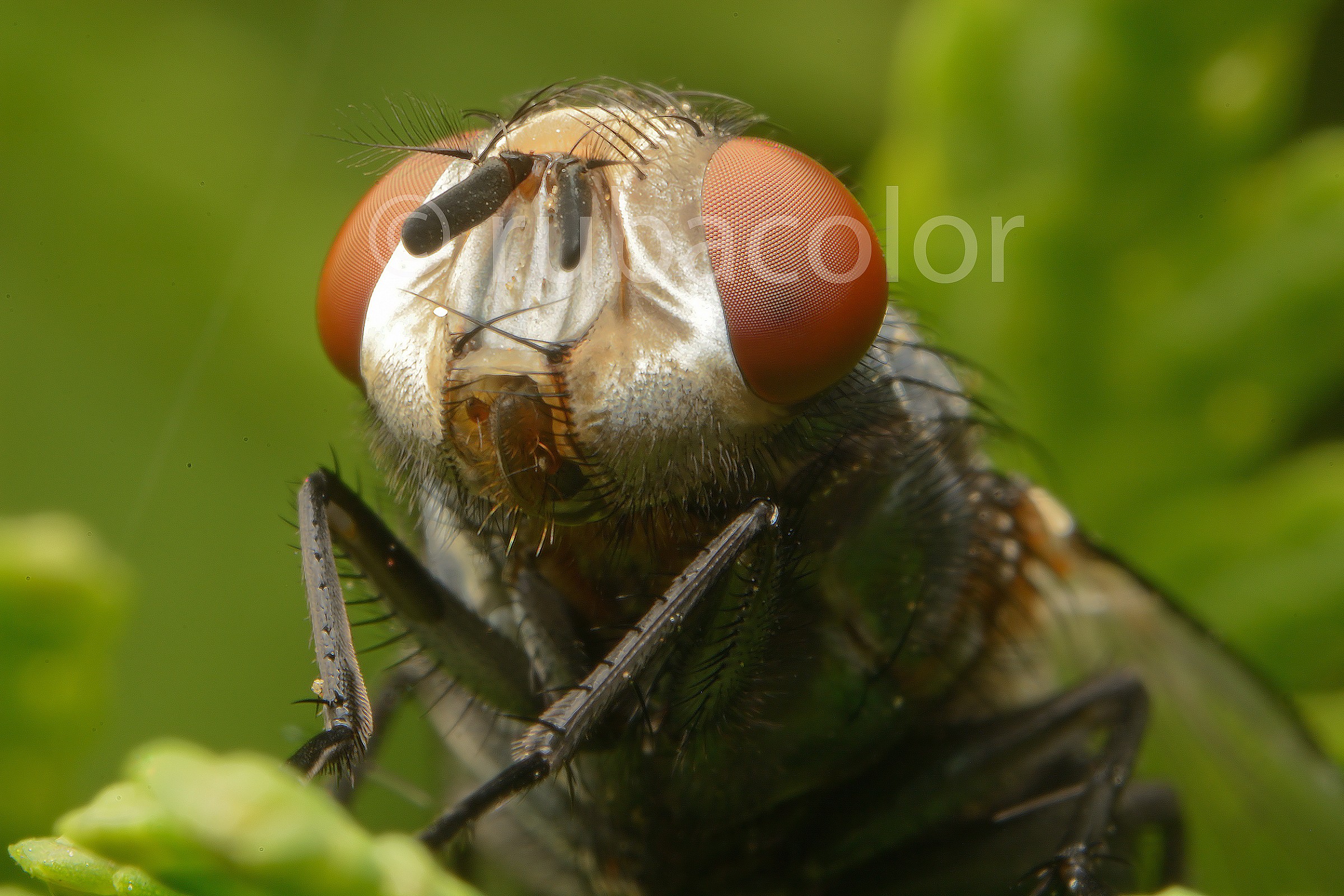 Una mosca dal dentista