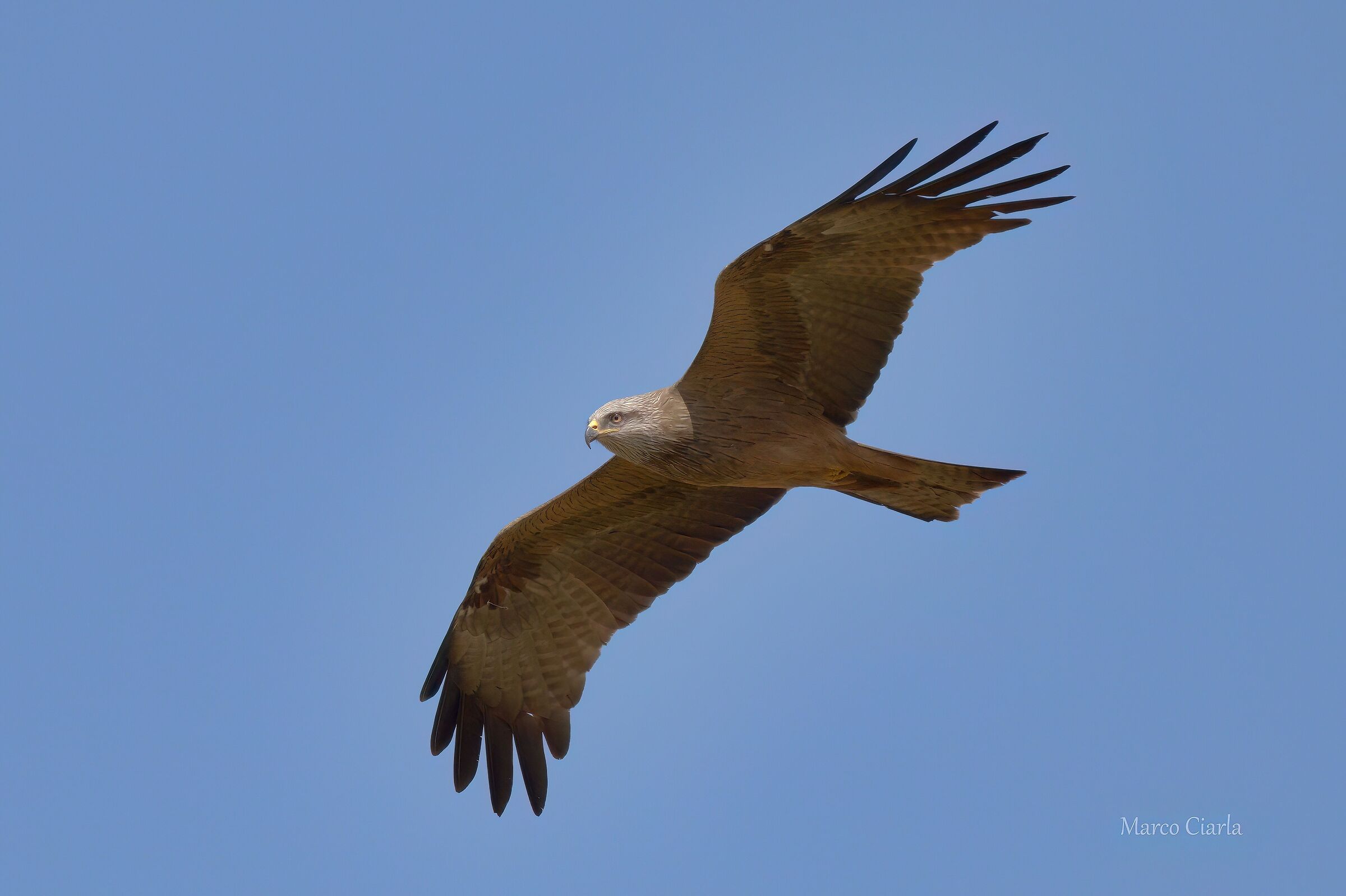 Nibbio bruno (Milvus migrans )