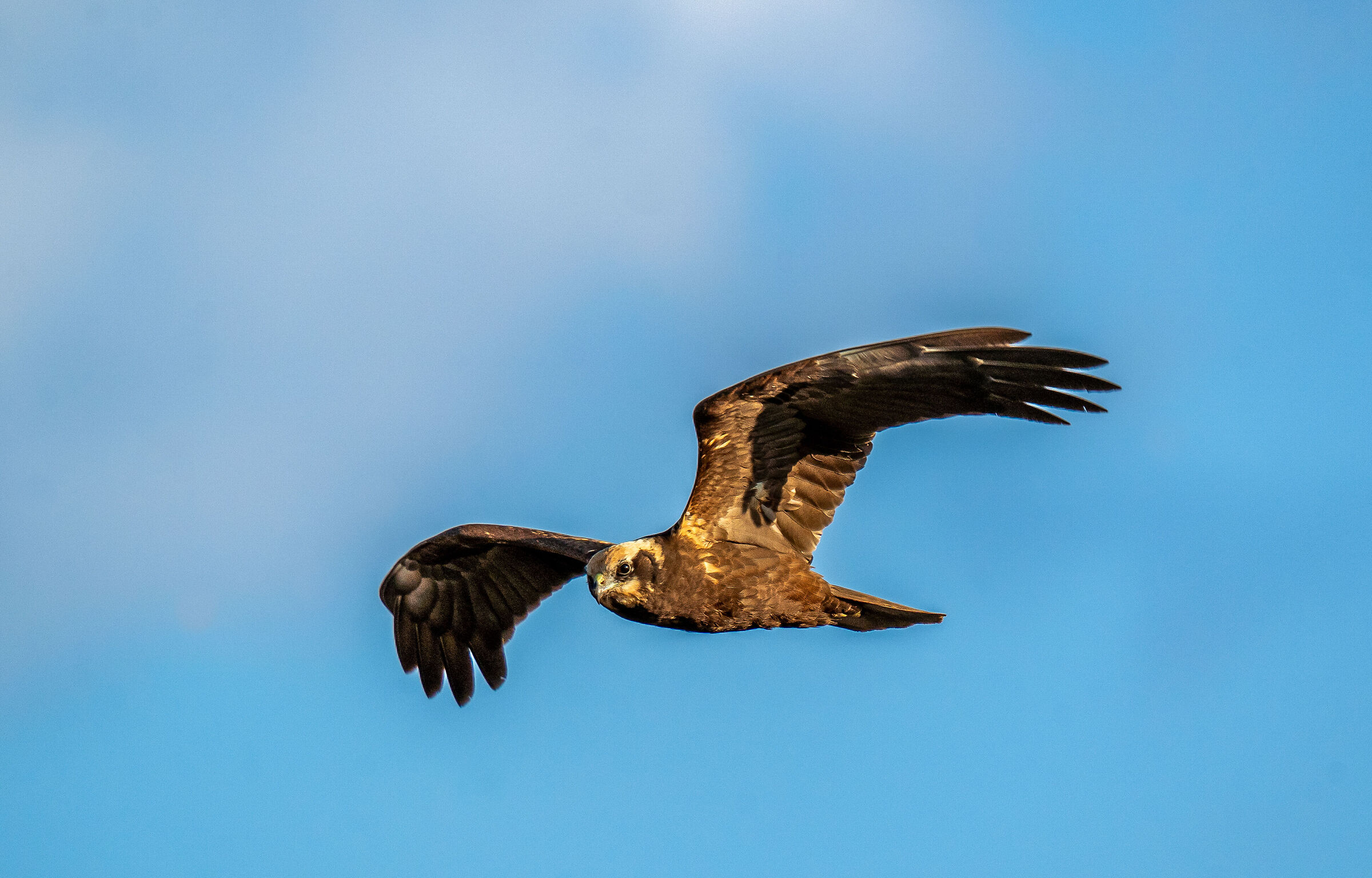 falco di palude femmina