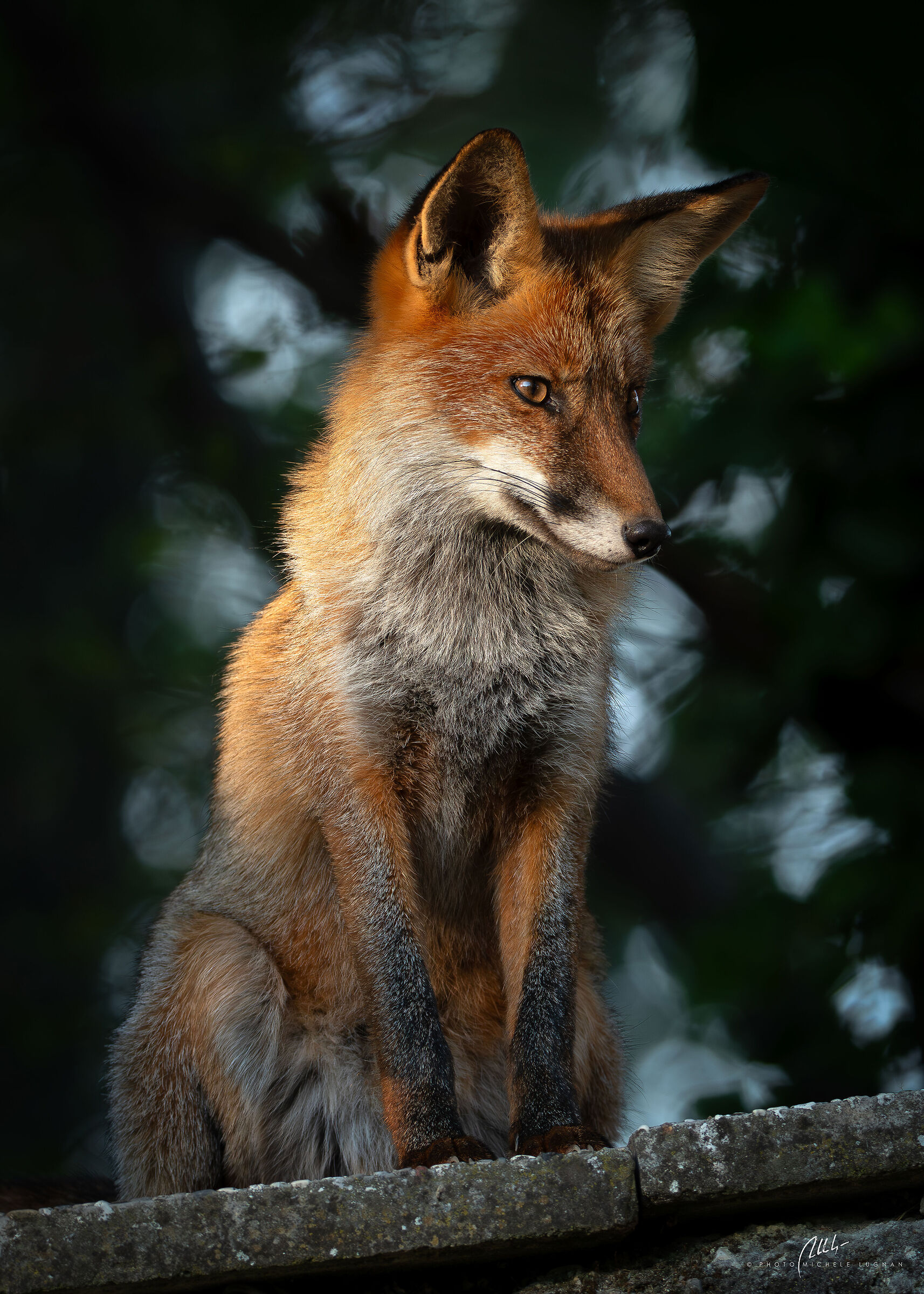 no pet photography