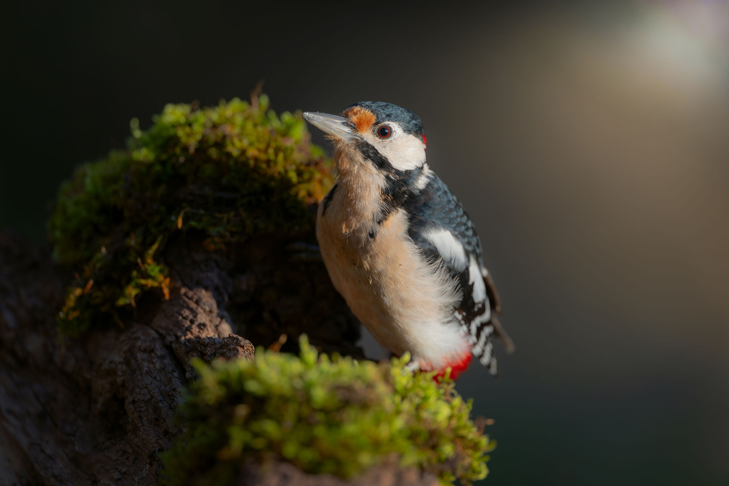 Great spotted woodpecker