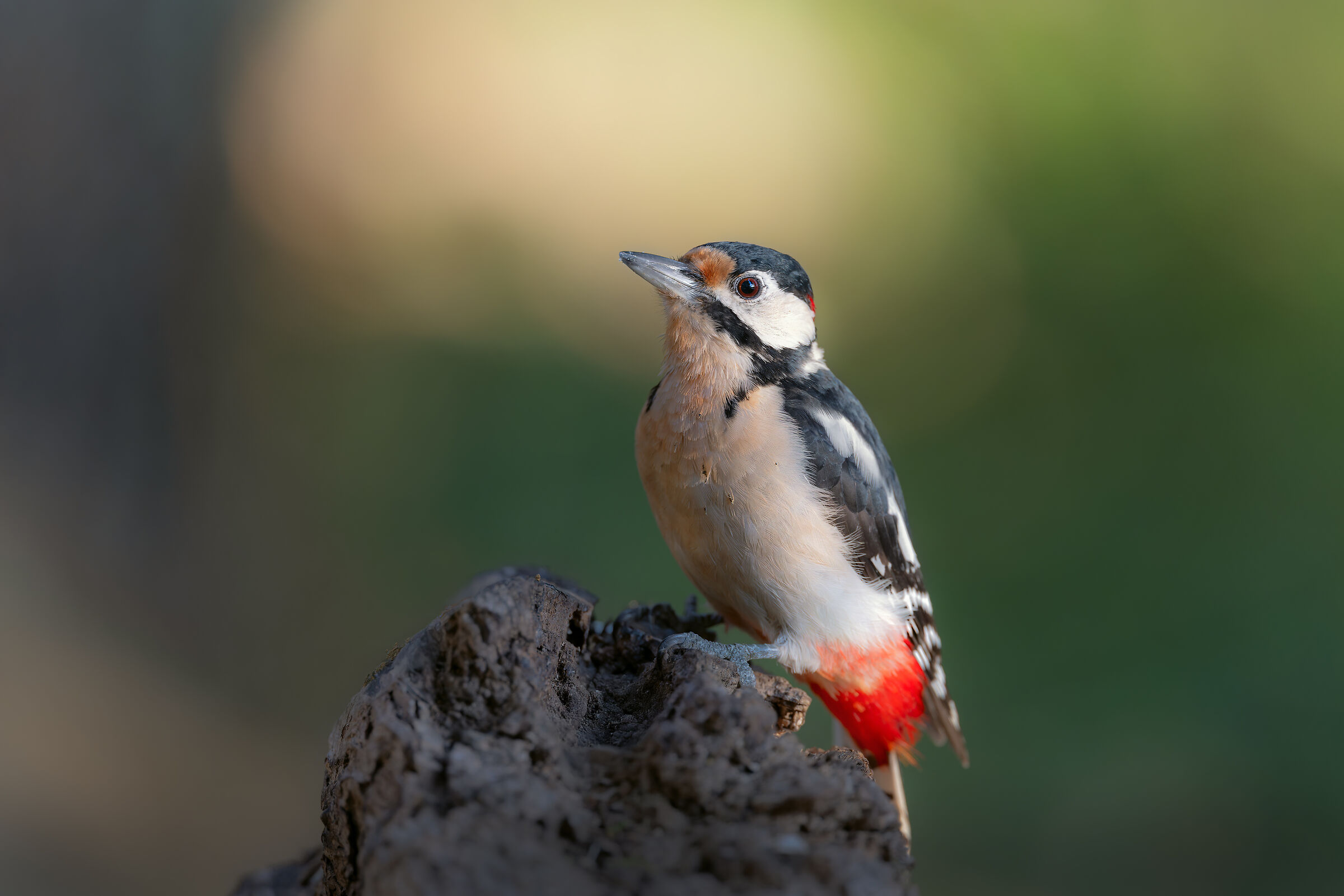 Spotted woodpecker
