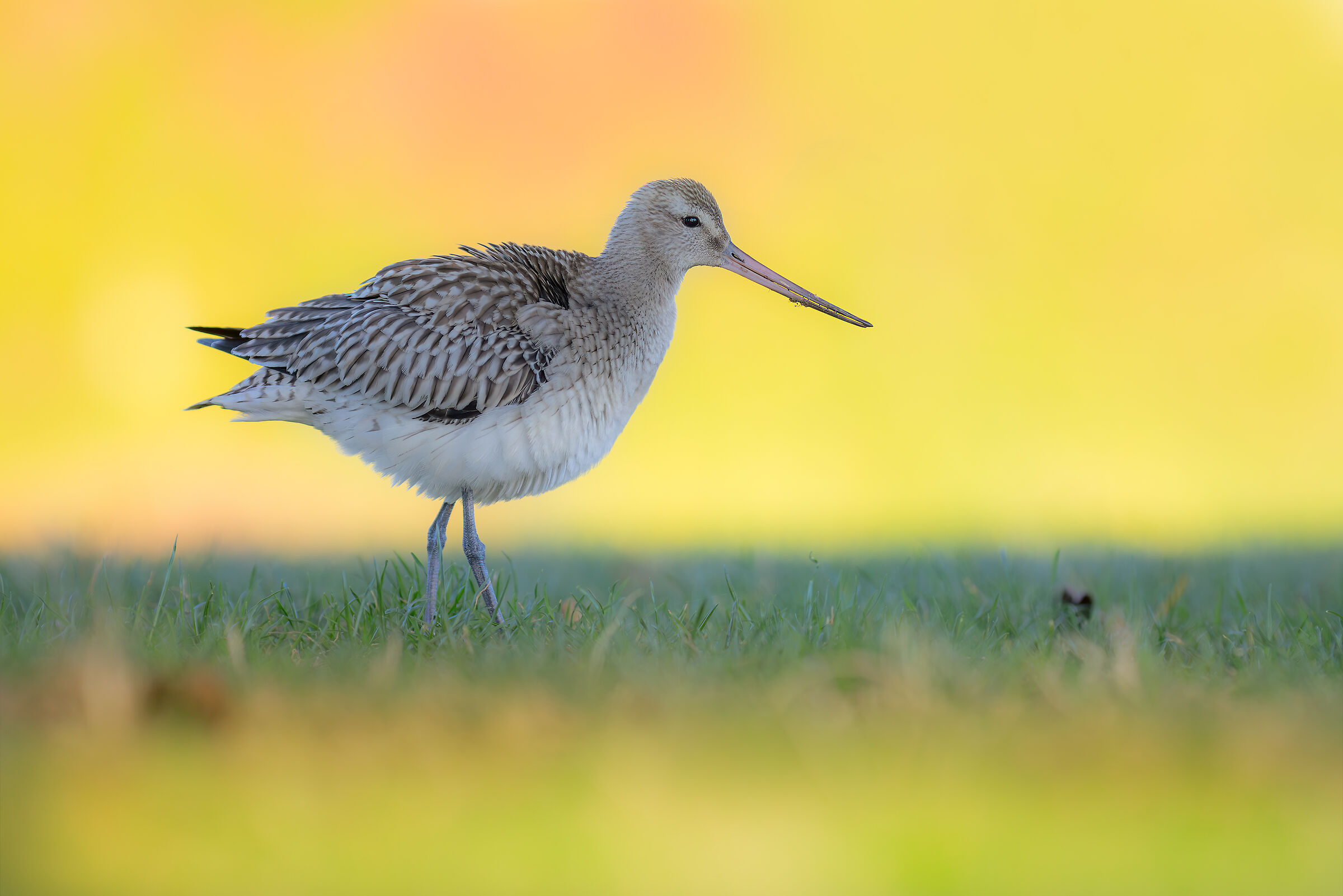 bar-tailed godwit