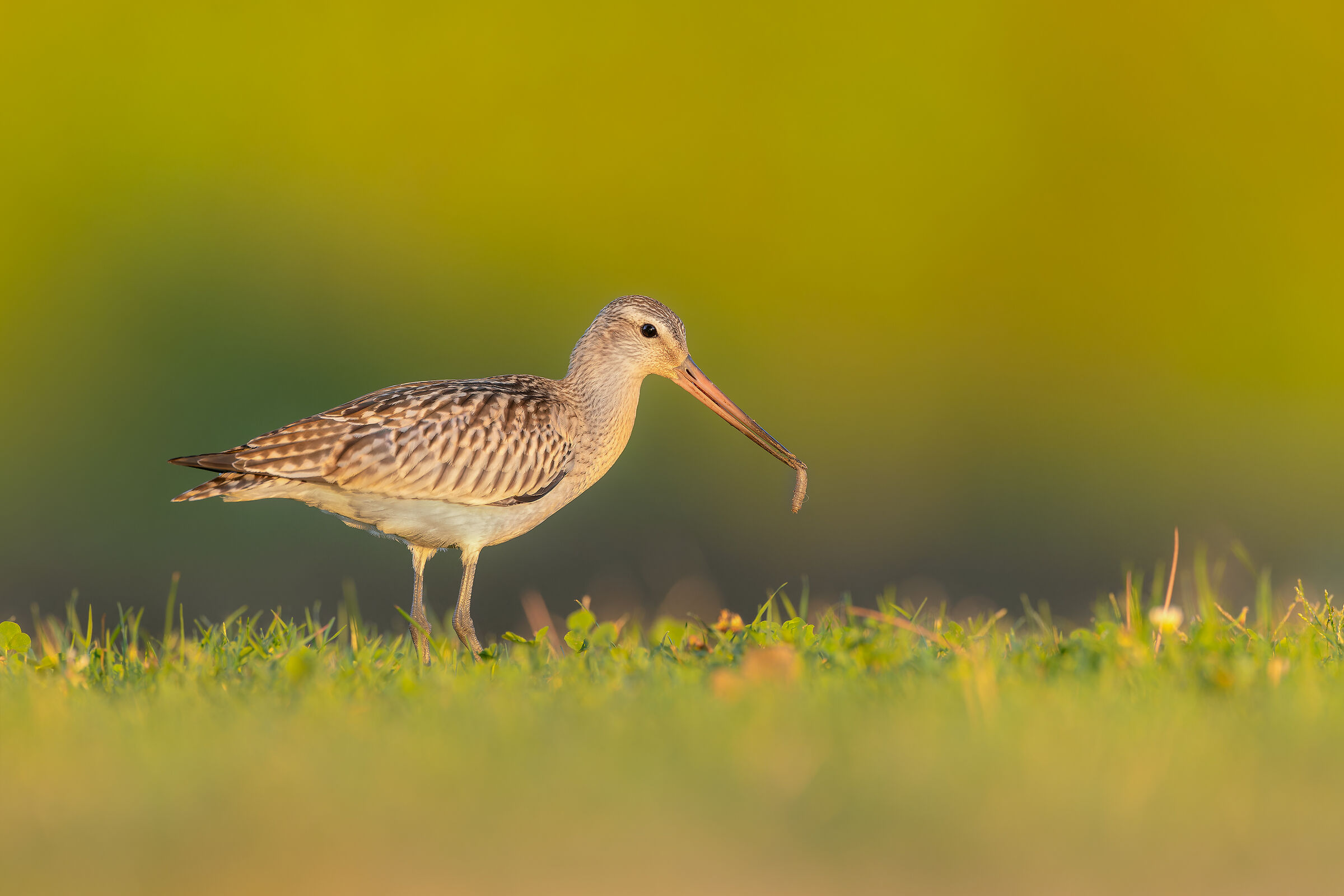 Bar-tailed godwit