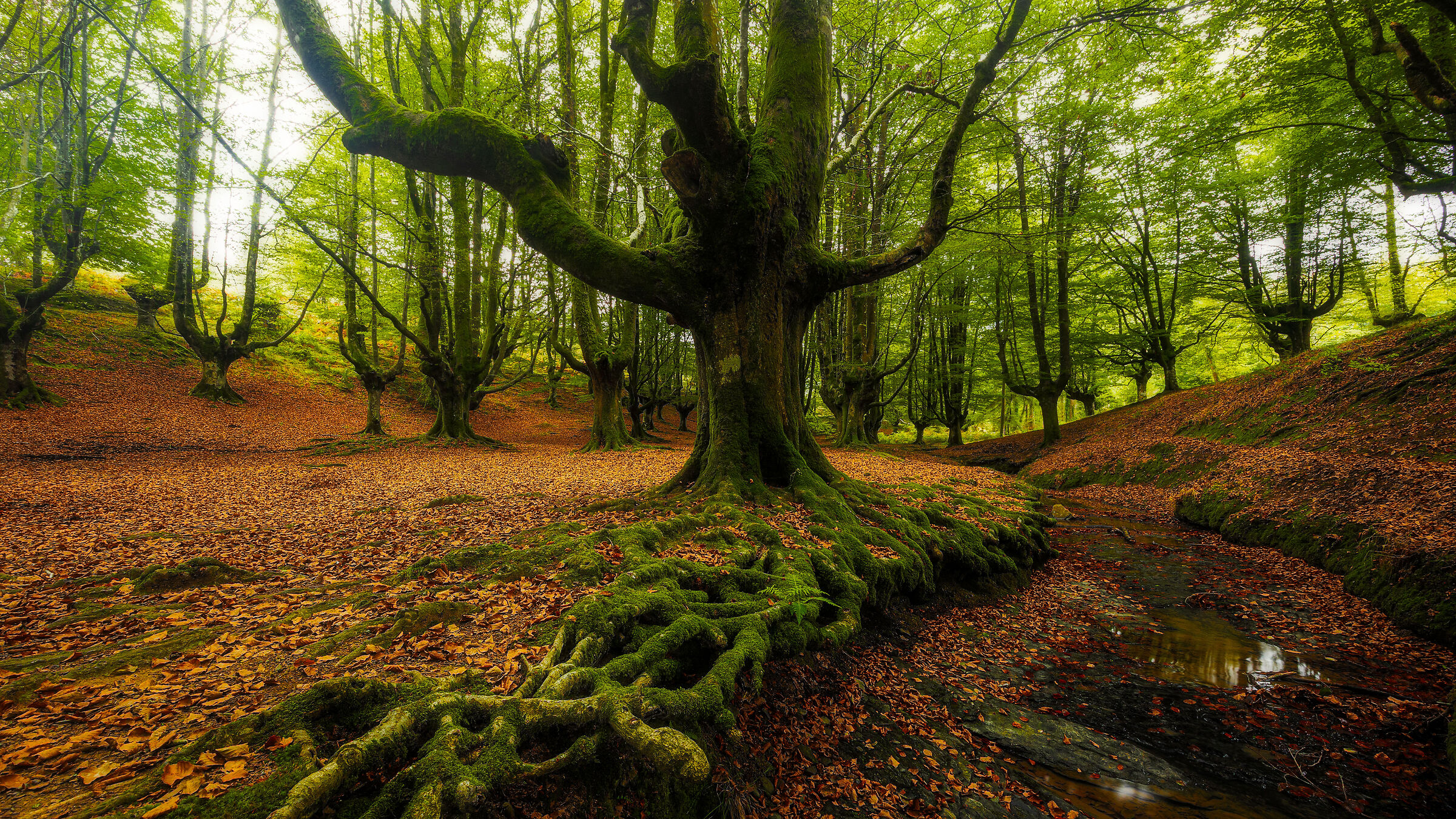 La foresta di Otzarreta