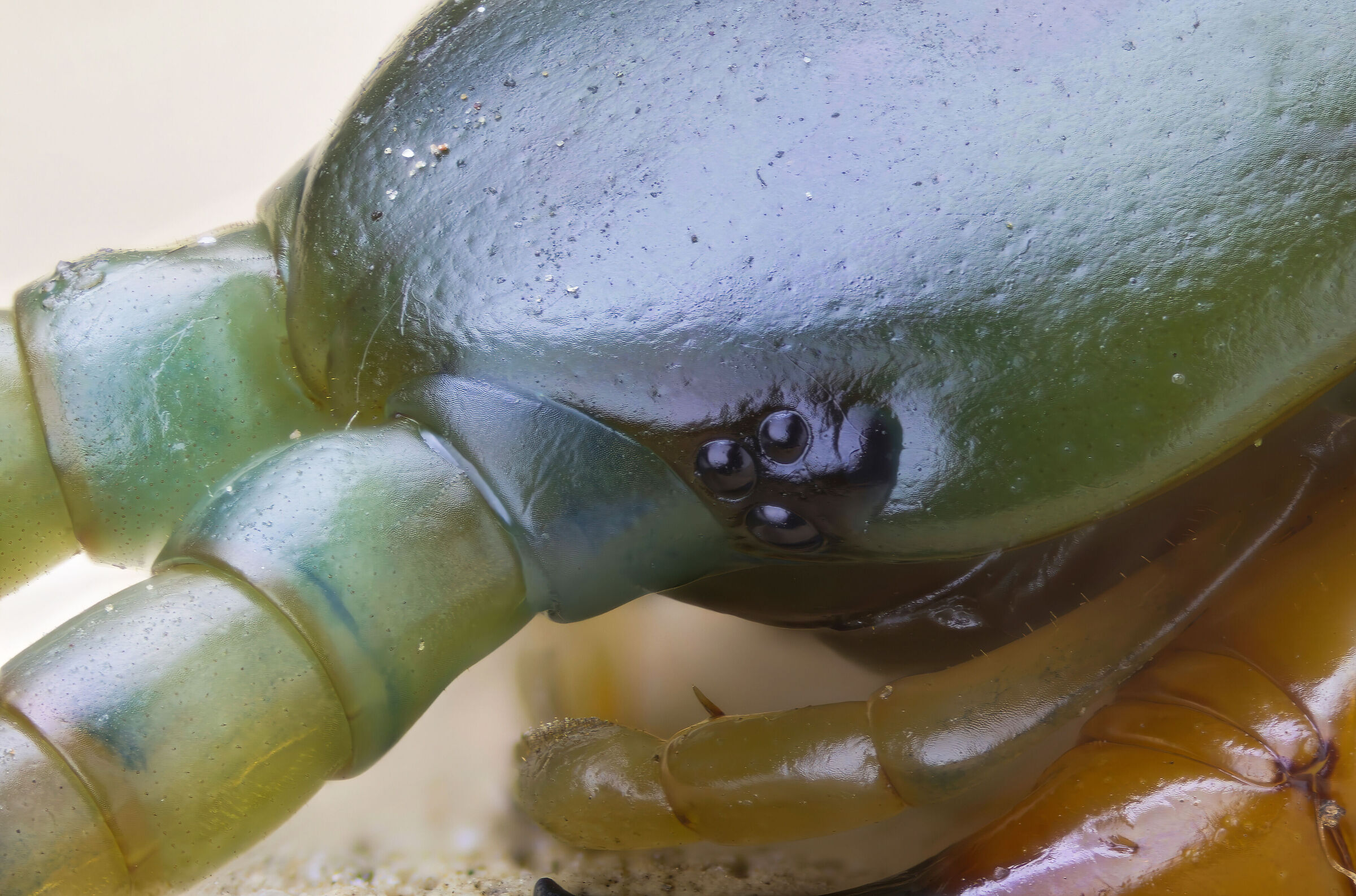 Scolopendra cingulata
