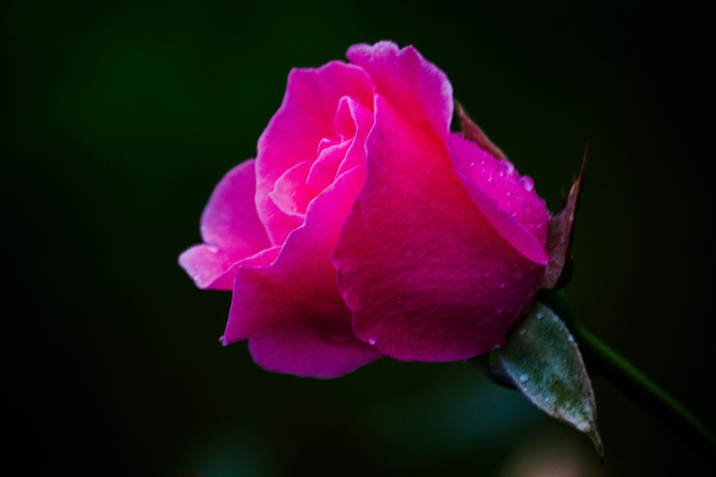 Gently yours