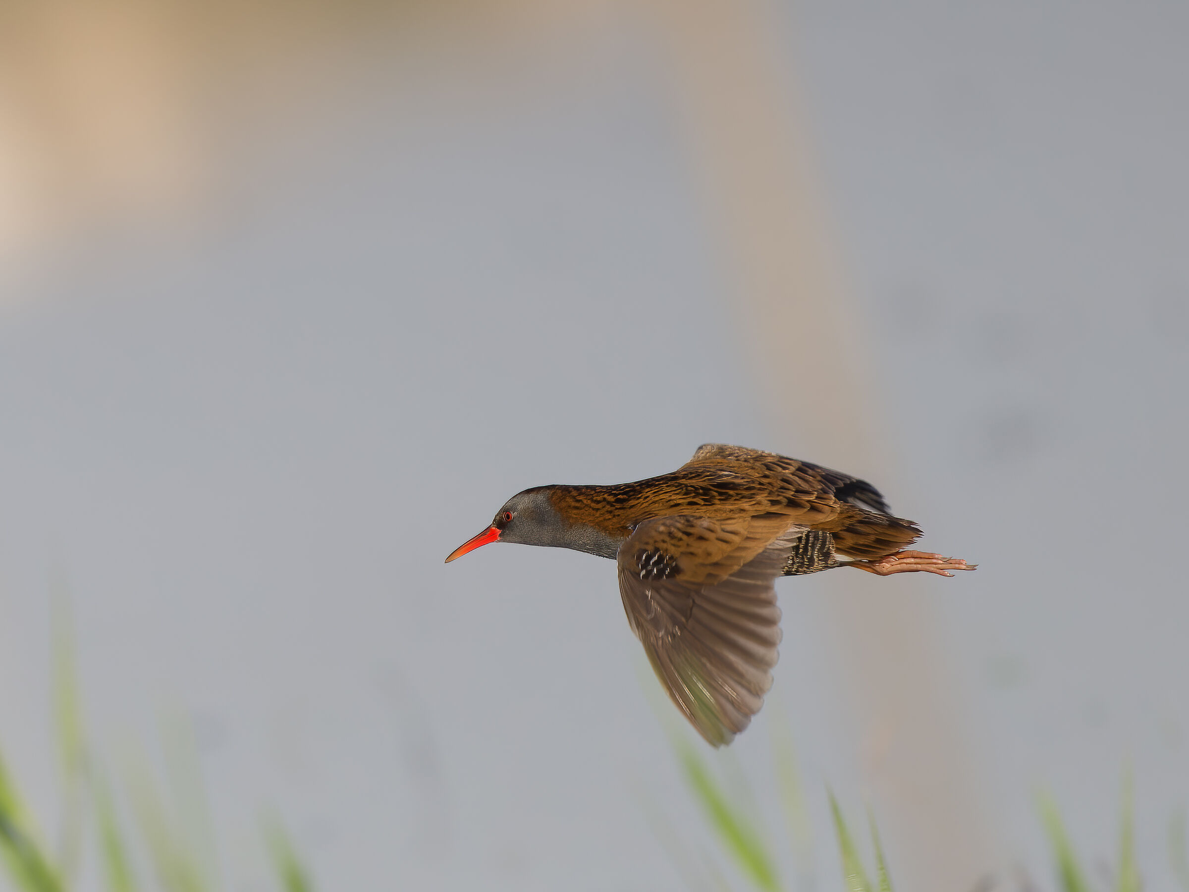 Water rail