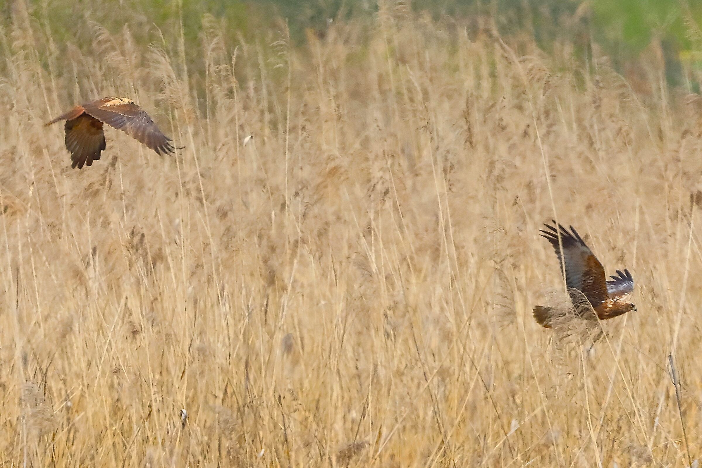 Falchi di palude 09 aprile 2025 - 0035